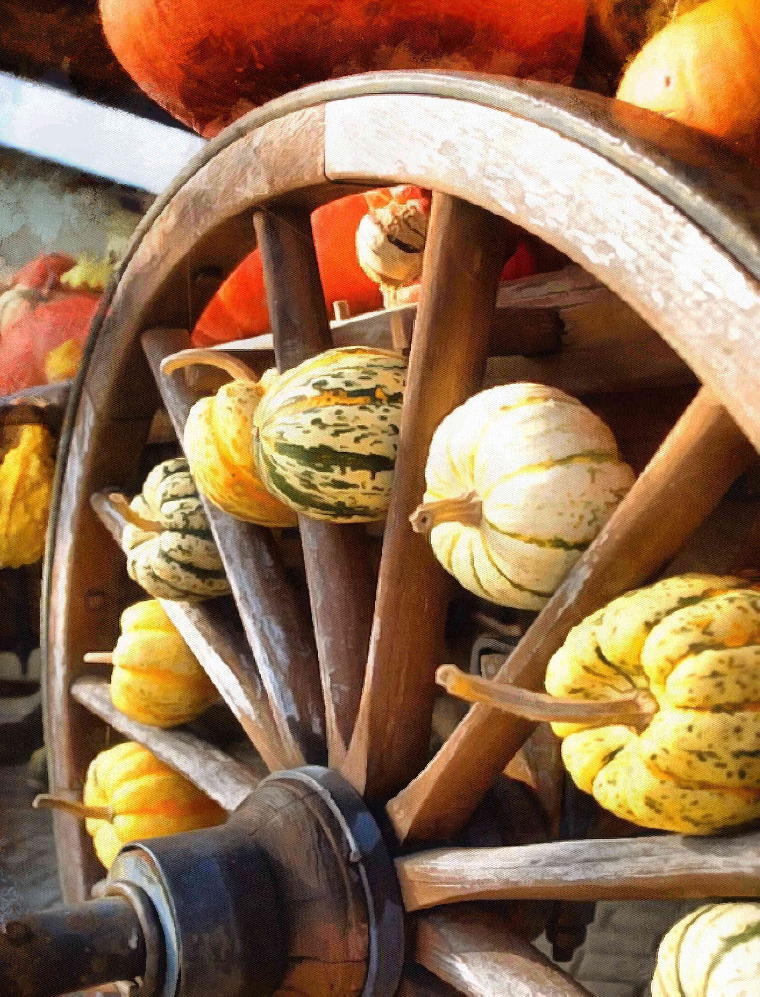 pumpkin, holiday, lots of pumpkins, garden, spooky, trick or treet, halloween -  stock free photos, public domain images, download free images, free stock images, public domain