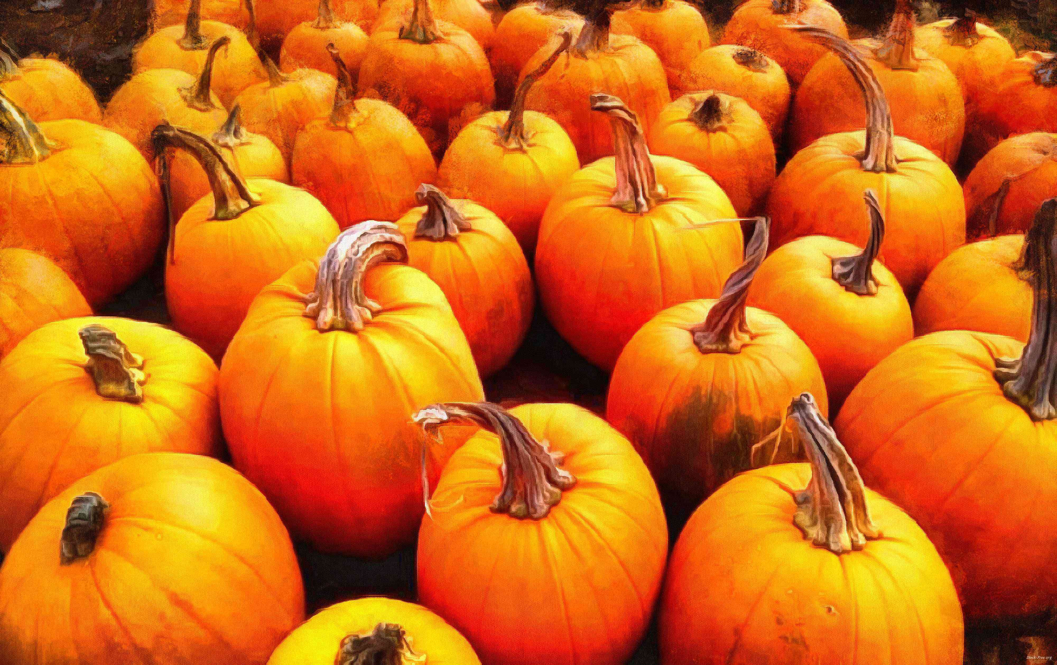 pumpkin, holiday, lots of pumpkins, garden, spooky, trick or treet, halloween -  stock free photos, public domain images, download free images, free stock images, public domain