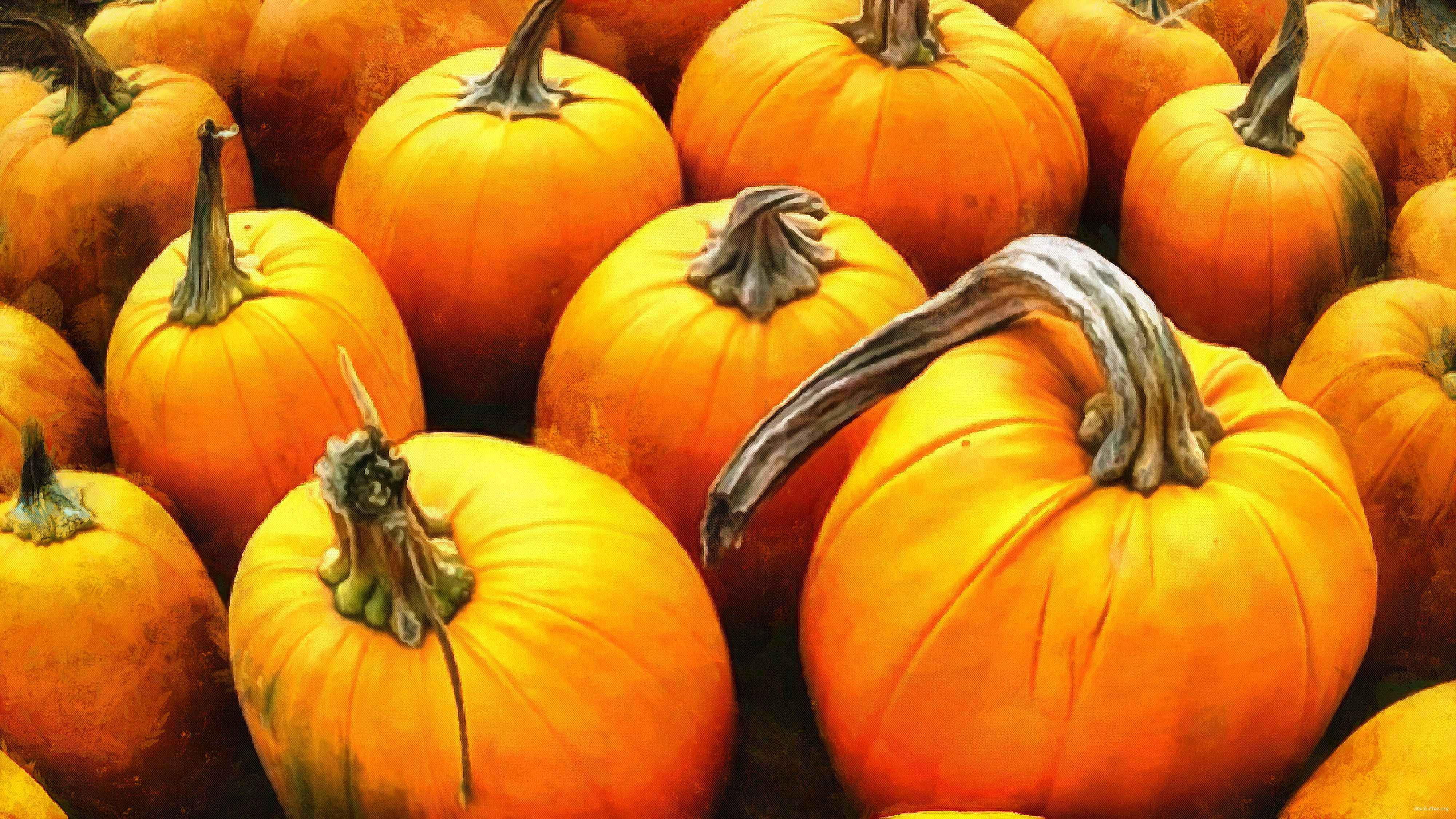 pumpkin, holiday, lots of pumpkins, garden, spooky, trick or treet, halloween -  stock free photos, public domain images, download free images, free stock images, public domain