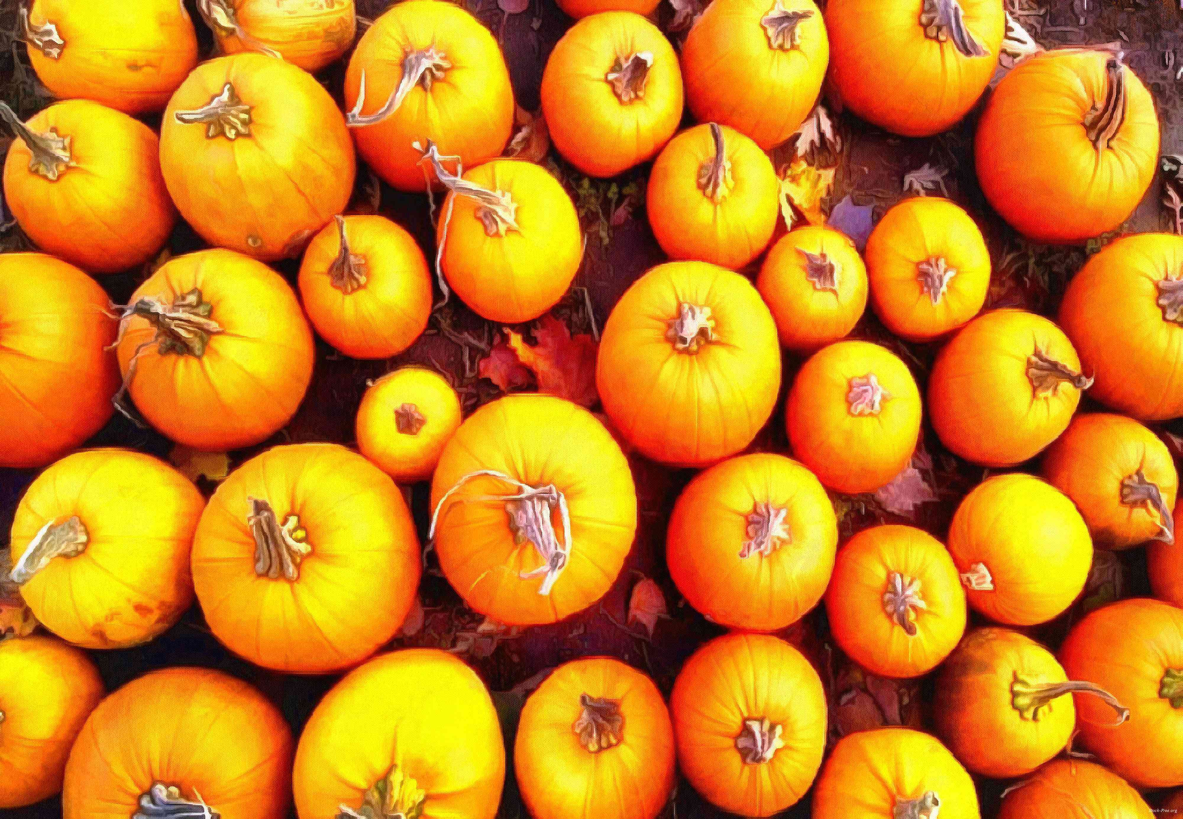 pumpkin, holiday, lots of pumpkins, garden, spooky, trick or treet, halloween -  stock free photos, public domain images, download free images, free stock images, public domain