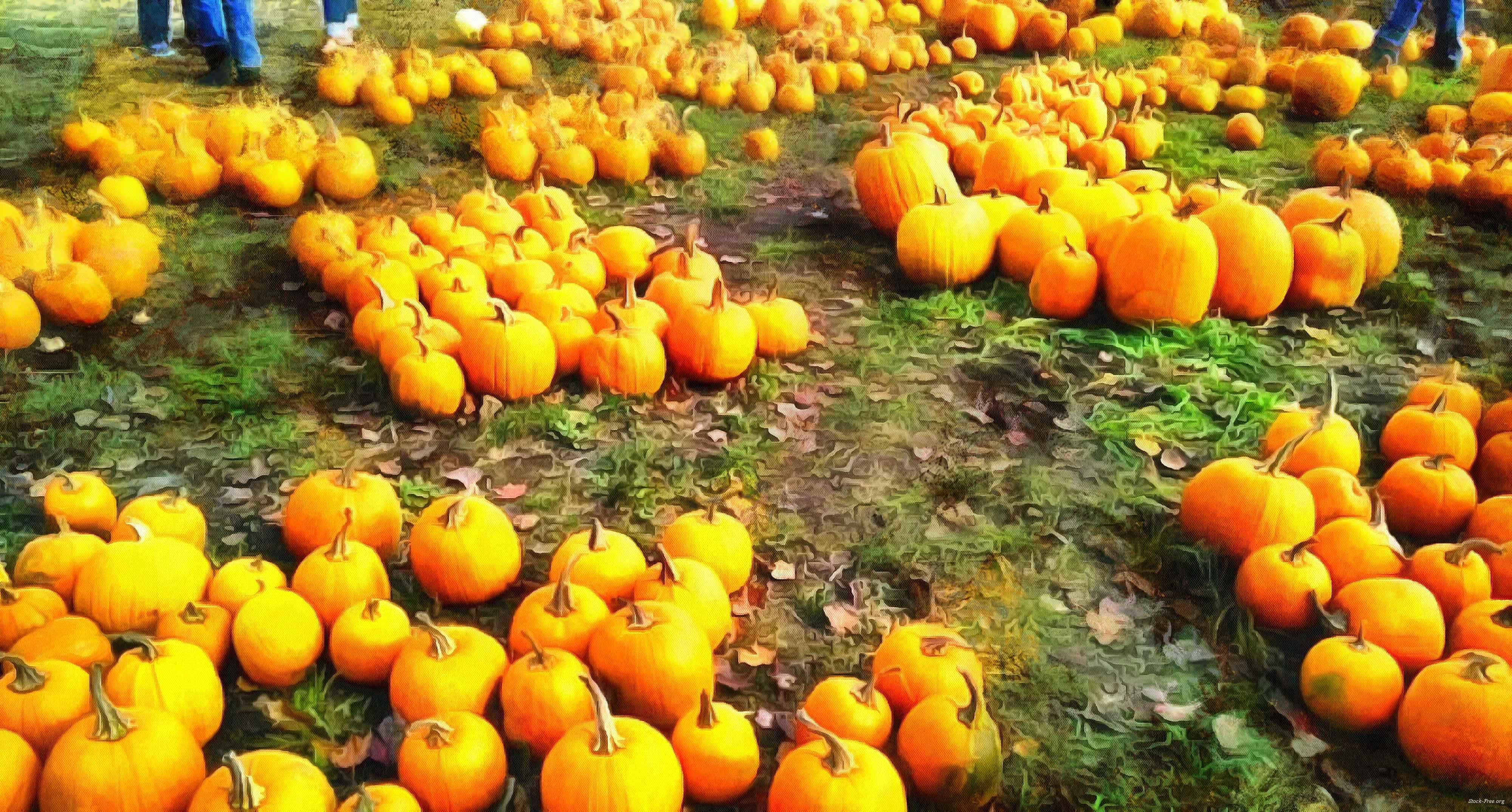 pumpkin, holiday, lots of pumpkins, garden, spooky, trick or treet, halloween -  stock free photos, public domain images, download free images, free stock images, public domain