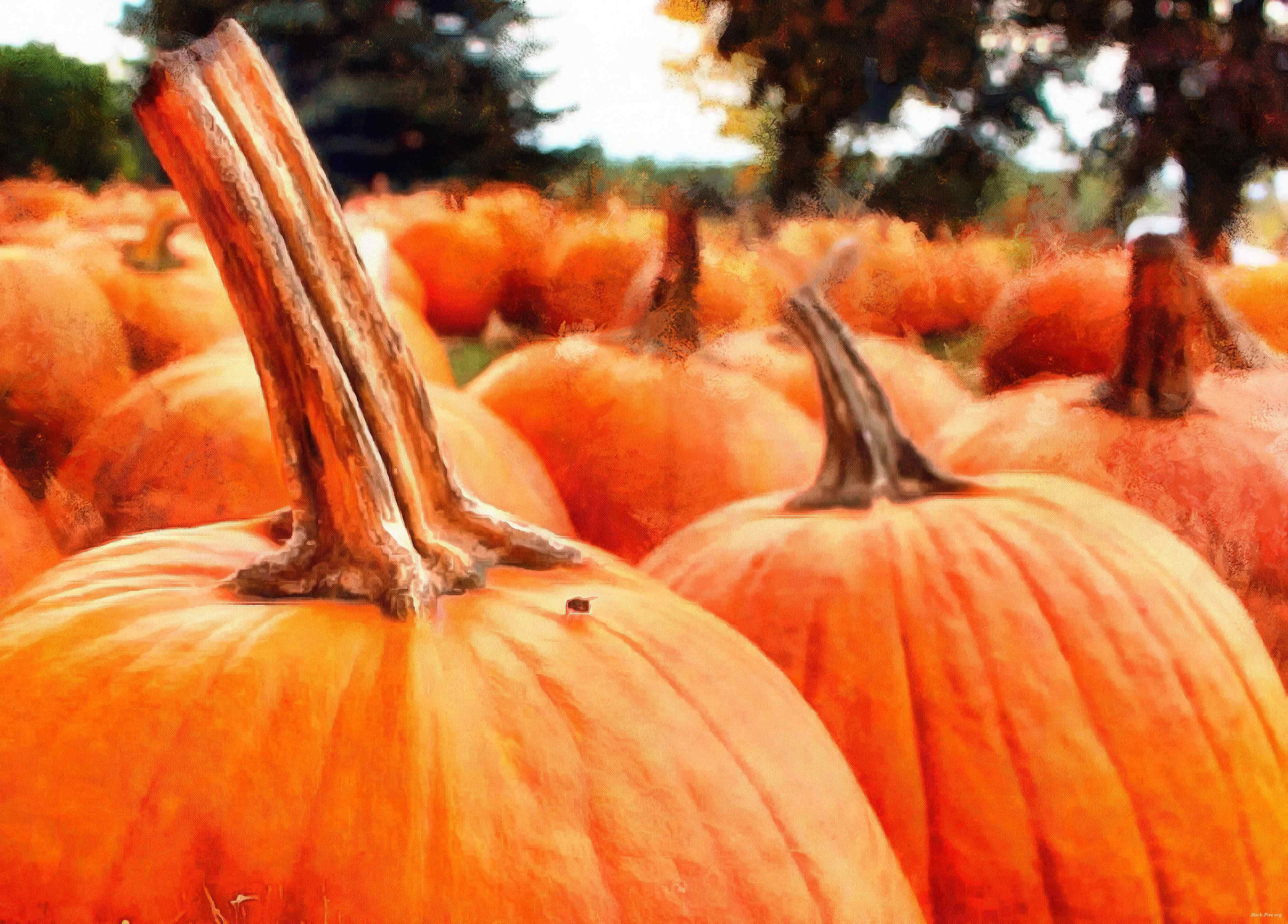 pumpkin, holiday, lots of pumpkins, garden, spooky, trick or treet, halloween -  stock free photos, public domain images, download free images, free stock images, public domain