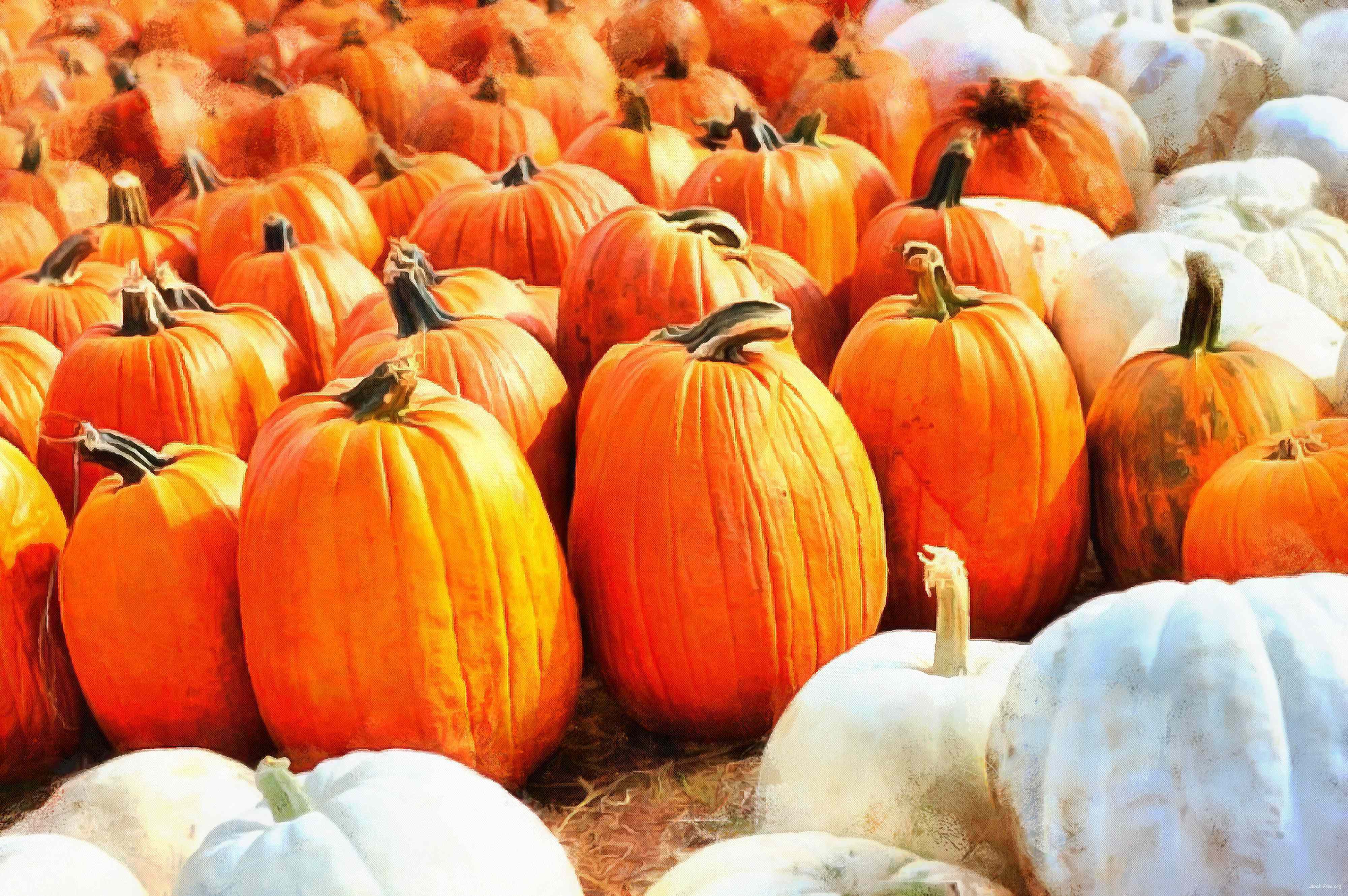 pumpkin, holiday, lots of pumpkins, garden, spooky, trick or treet, halloween -  stock free photos, public domain images, download free images, free stock images, public domain