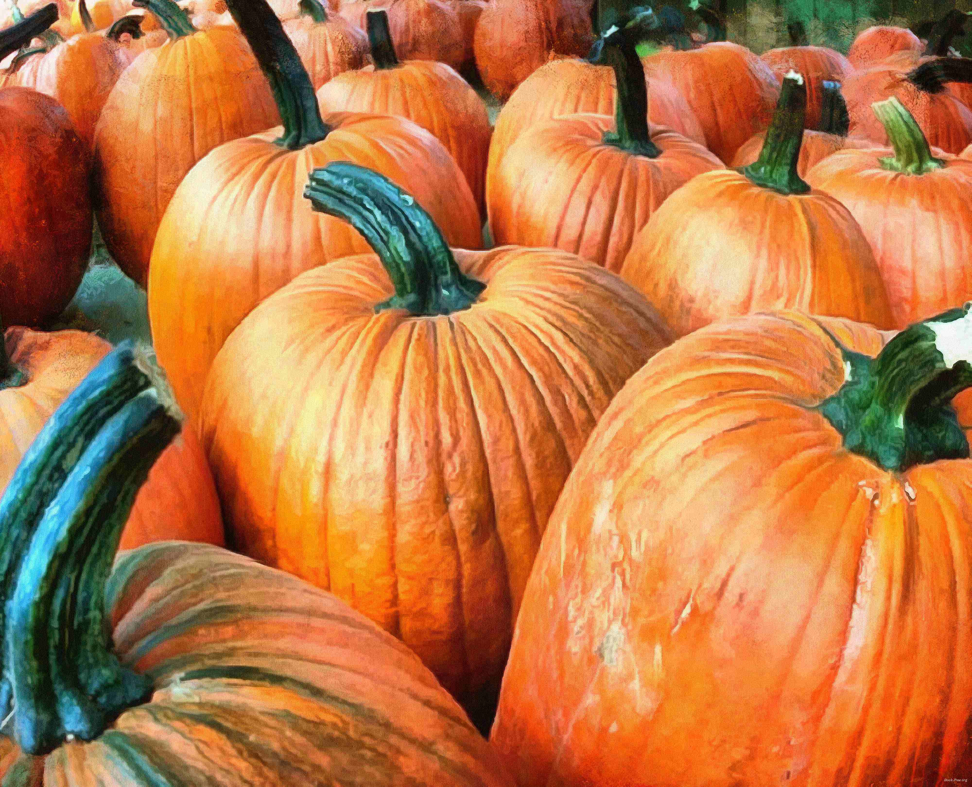 pumpkin, holiday, lots of pumpkins, garden, spooky, trick or treet, halloween -  stock free photos, public domain images, download free images, free stock images, public domain