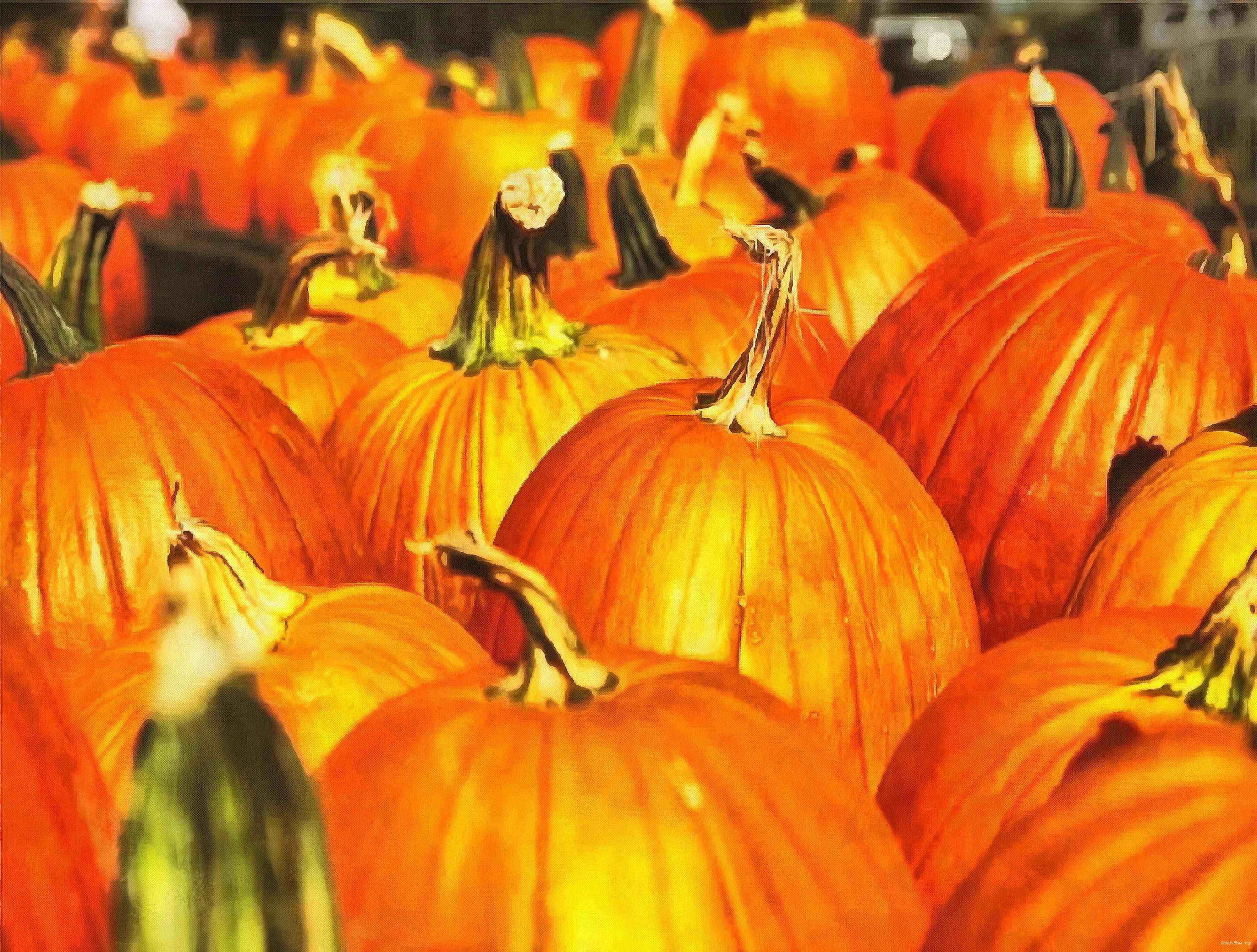 pumpkin, holiday, lots of pumpkins, garden, spooky, trick or treet, halloween -  stock free photos, public domain images, download free images, free stock images, public domain