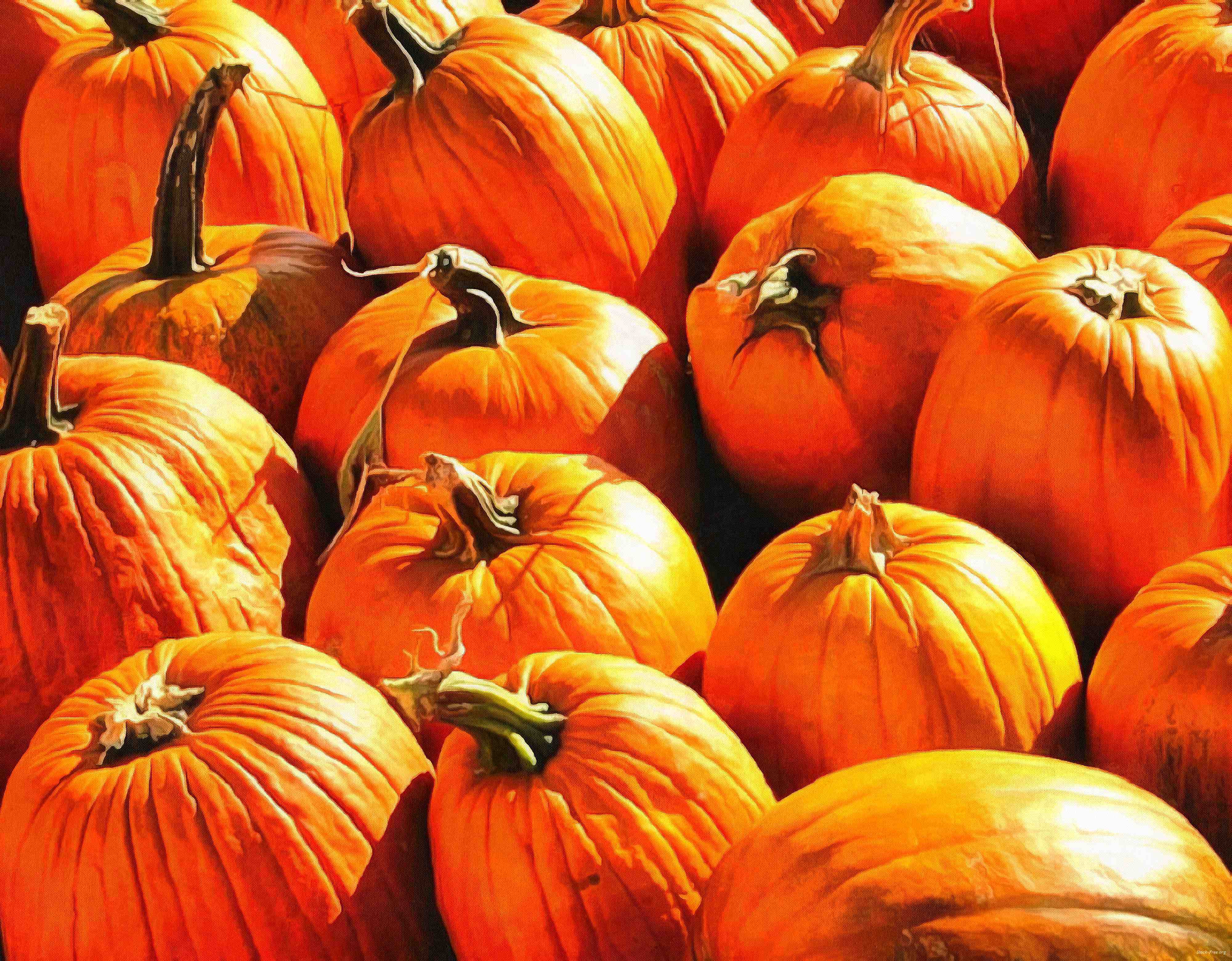 pumpkin, holiday, lots of pumpkins, garden, spooky, trick or treet, halloween -  stock free photos, public domain images, download free images, free stock images, public domain