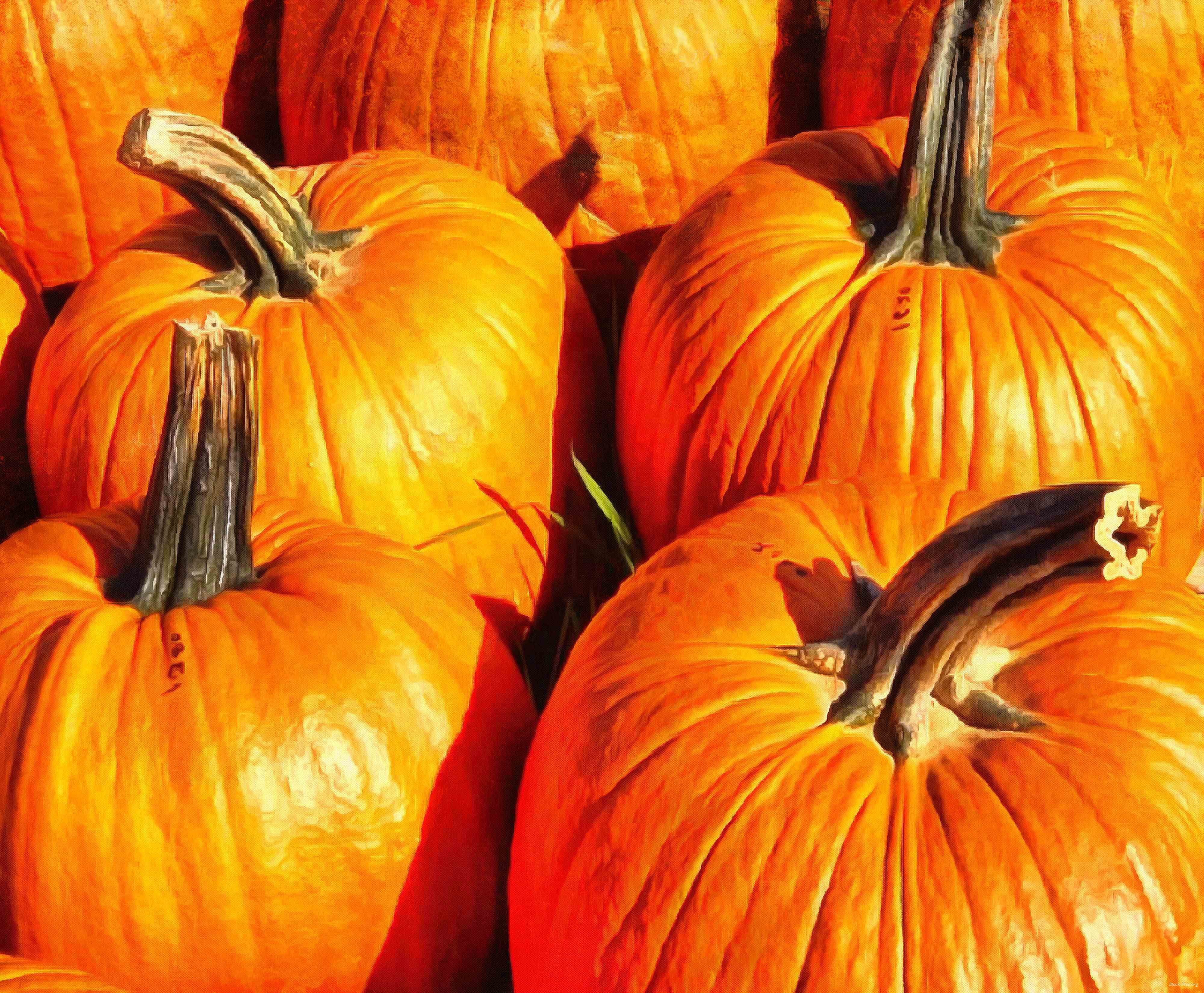 pumpkin, holiday, lots of pumpkins, garden, spooky, trick or treet, halloween -  stock free photos, public domain images, download free images, free stock images, public domain