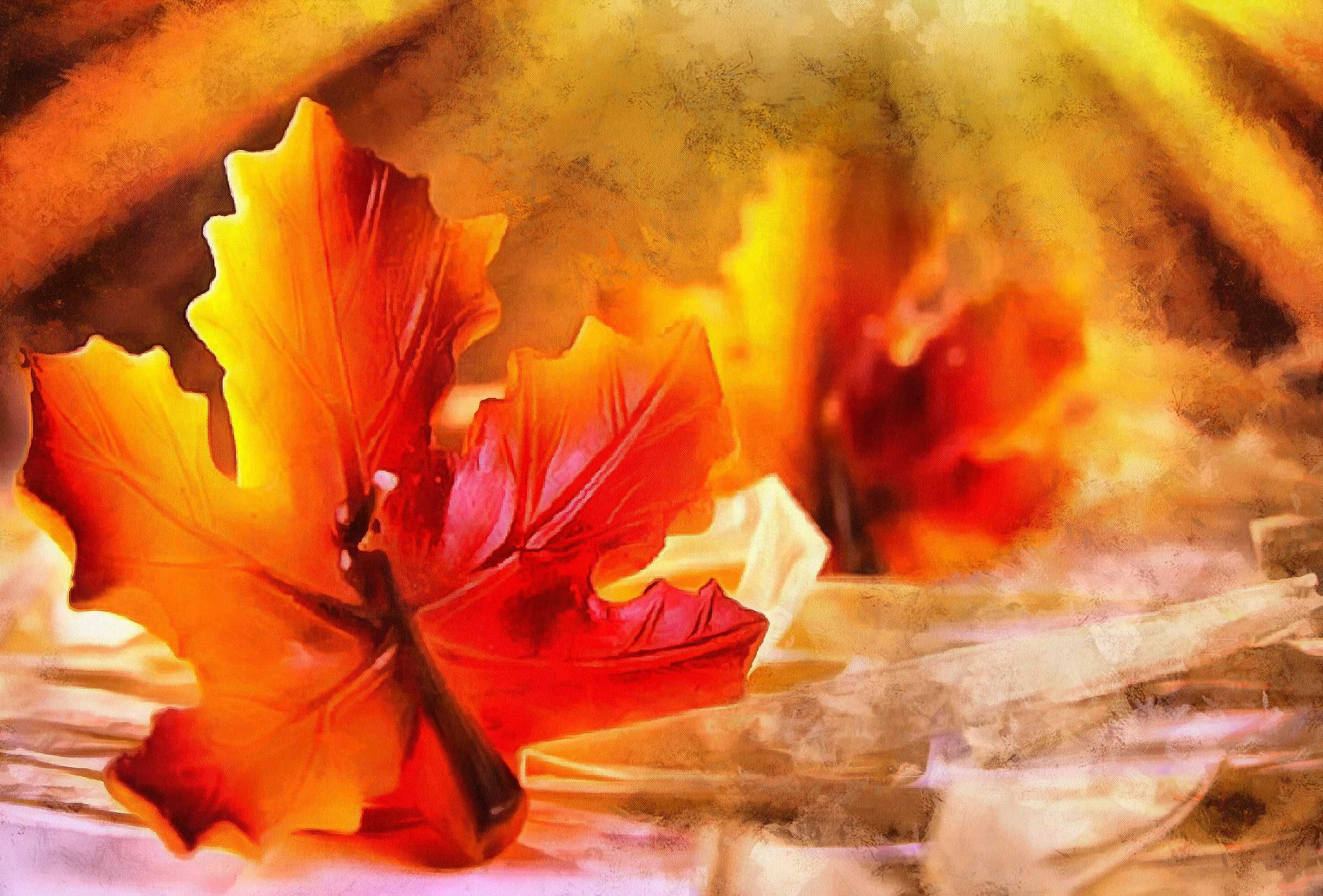 <br>maple leaf, leaf, red leaf, fall,