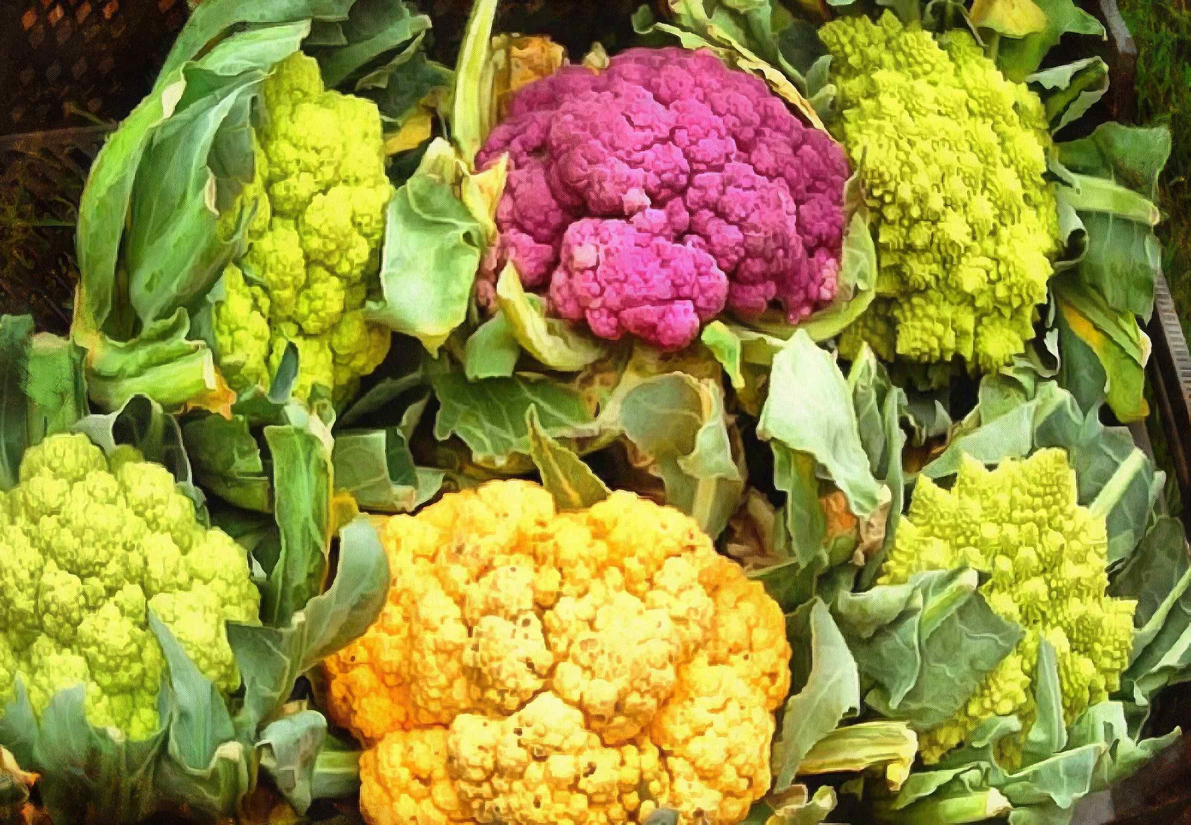 <br>cabbage, cauliflower, cabbage flowers, cabbage