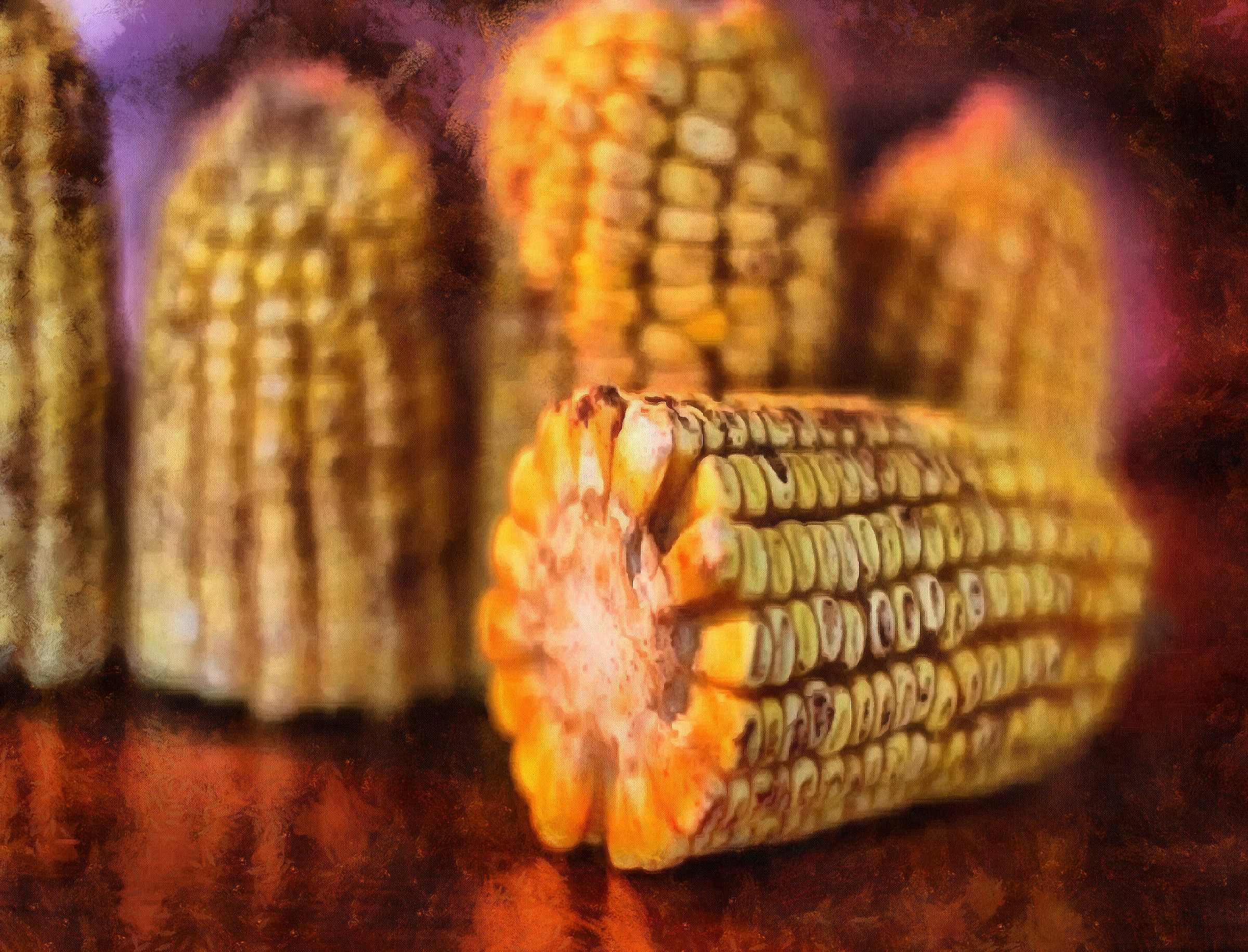 <br>corn on the cob, corn cobs, corn seeds,