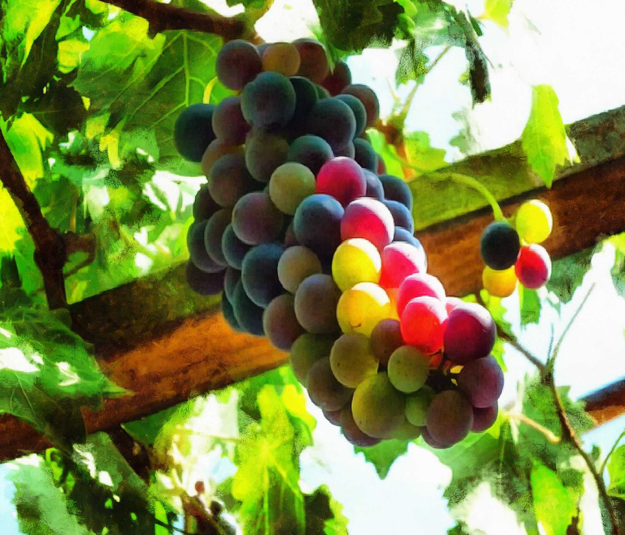<br>grapes, bunch of grapes, a gazebo,