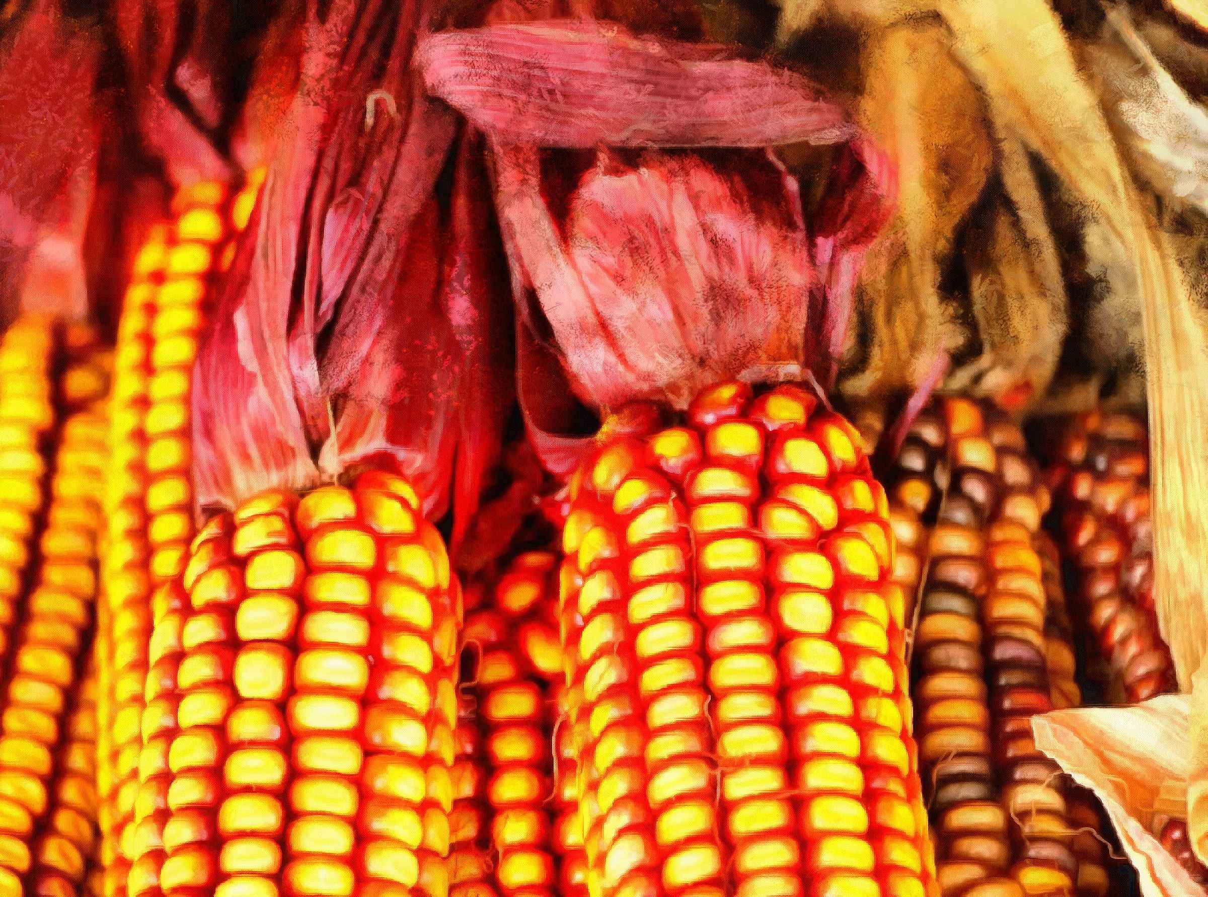 <br>corn cobs of corn, sweet corn, cob,