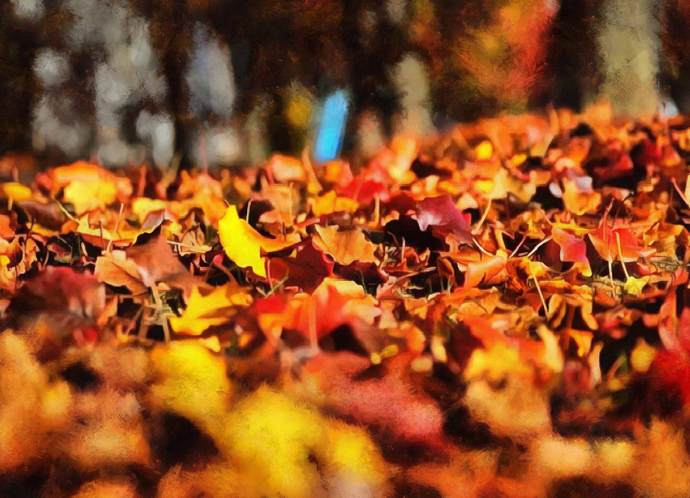 <br>autumn, red leaves, yellow leaves, leaf,