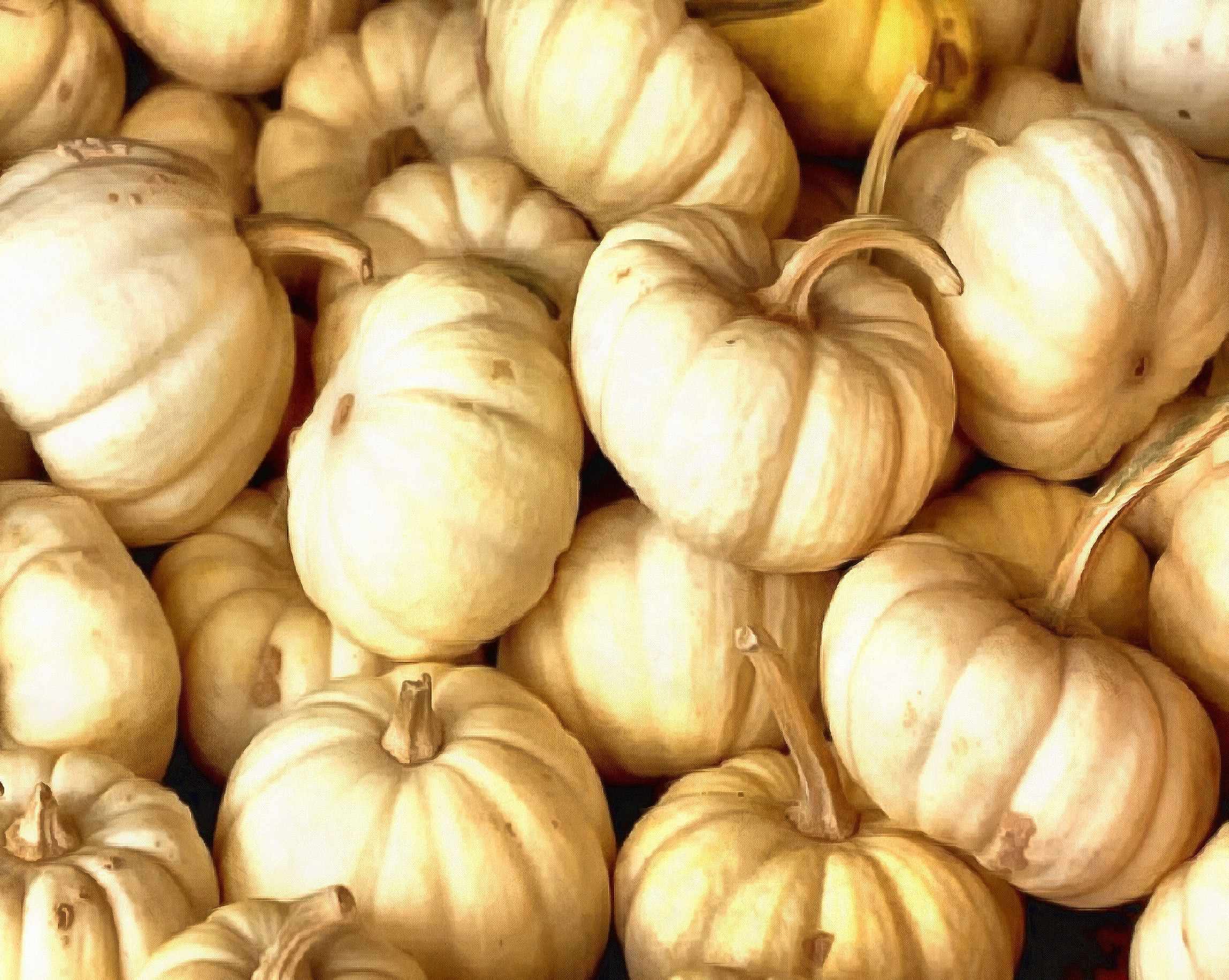 vegetables, harvest, pumpkin, thanksgiving, holiday, - thanksgiving, stock free image, public domain photos, free stock photo, download public domain images.