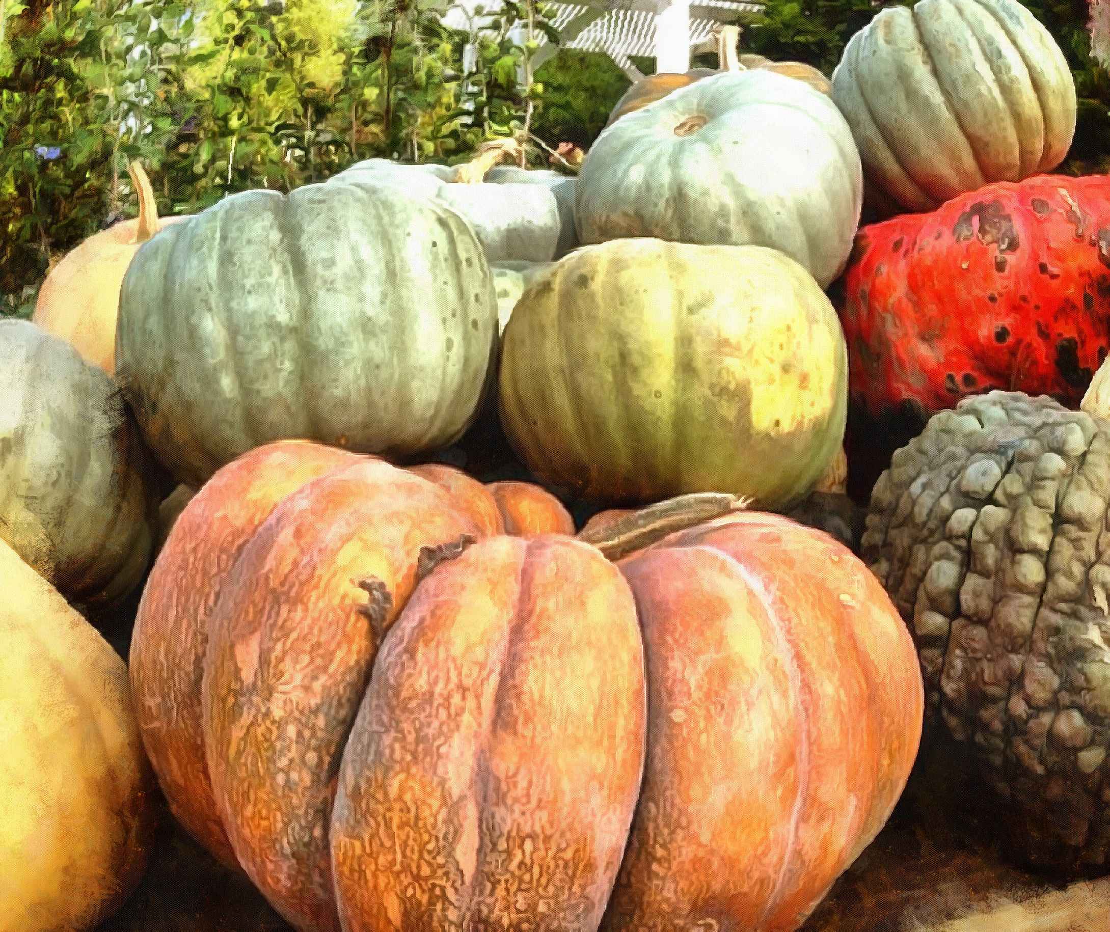 vegetables, harvest, pumpkin, thanksgiving, holiday, - thanksgiving, stock free image, public domain photos, free stock photo, download public domain images.