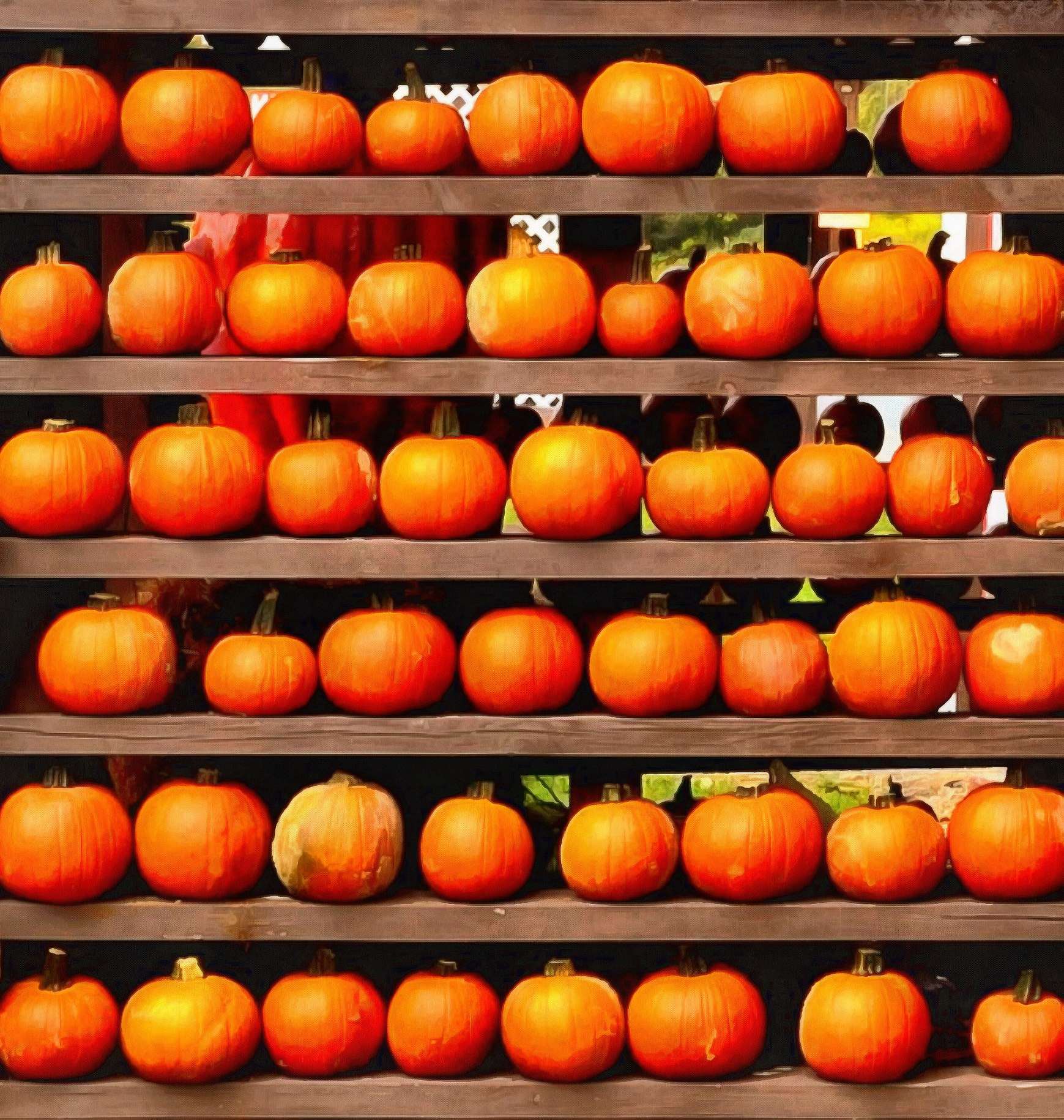 vegetables, harvest, pumpkin, thanksgiving, holiday, - thanksgiving, stock free image, public domain photos, free stock photo, download public domain images.