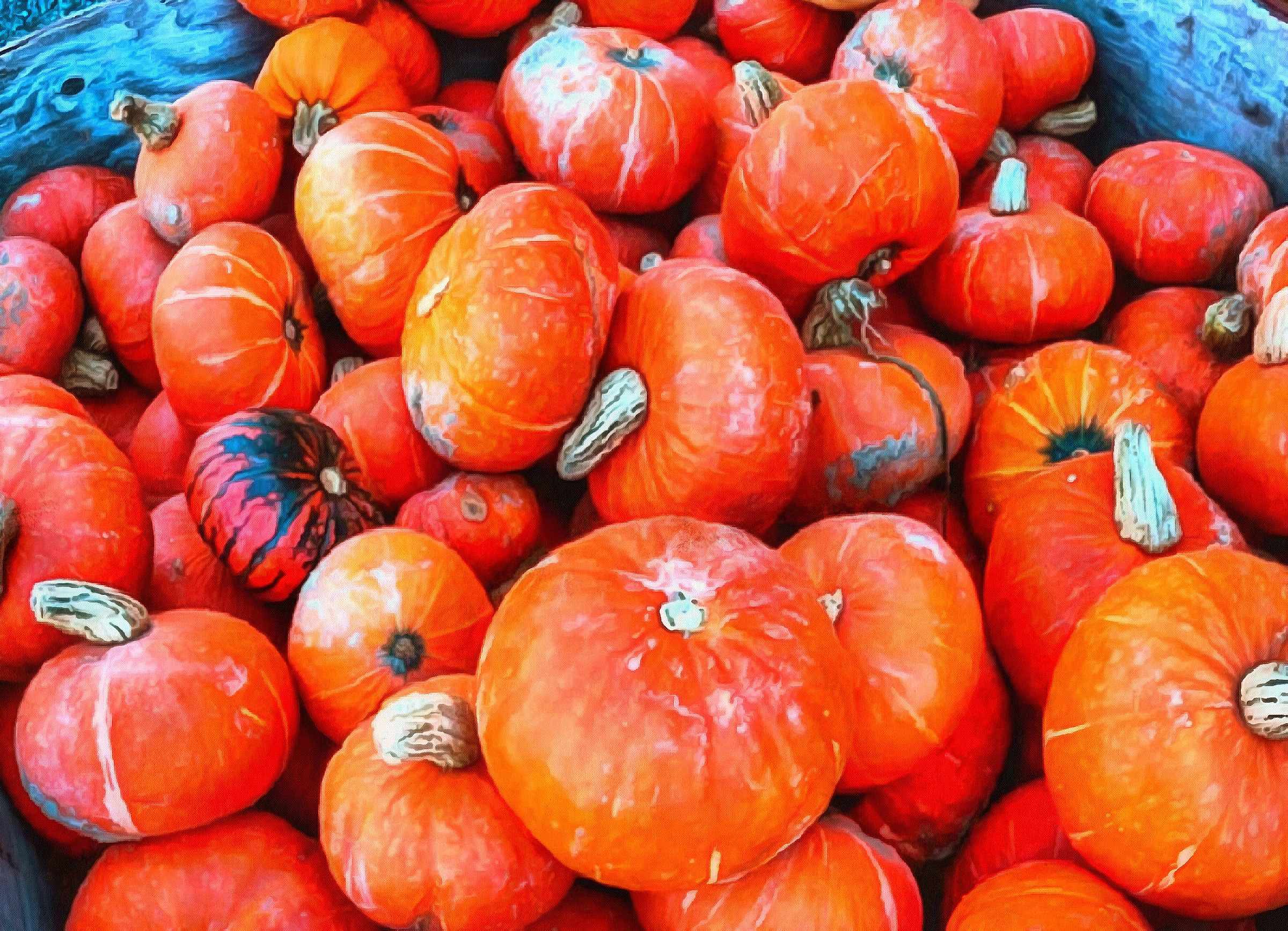 vegetables, harvest, pumpkin, thanksgiving, holiday, - thanksgiving, stock free image, public domain photos, free stock photo, download public domain images.