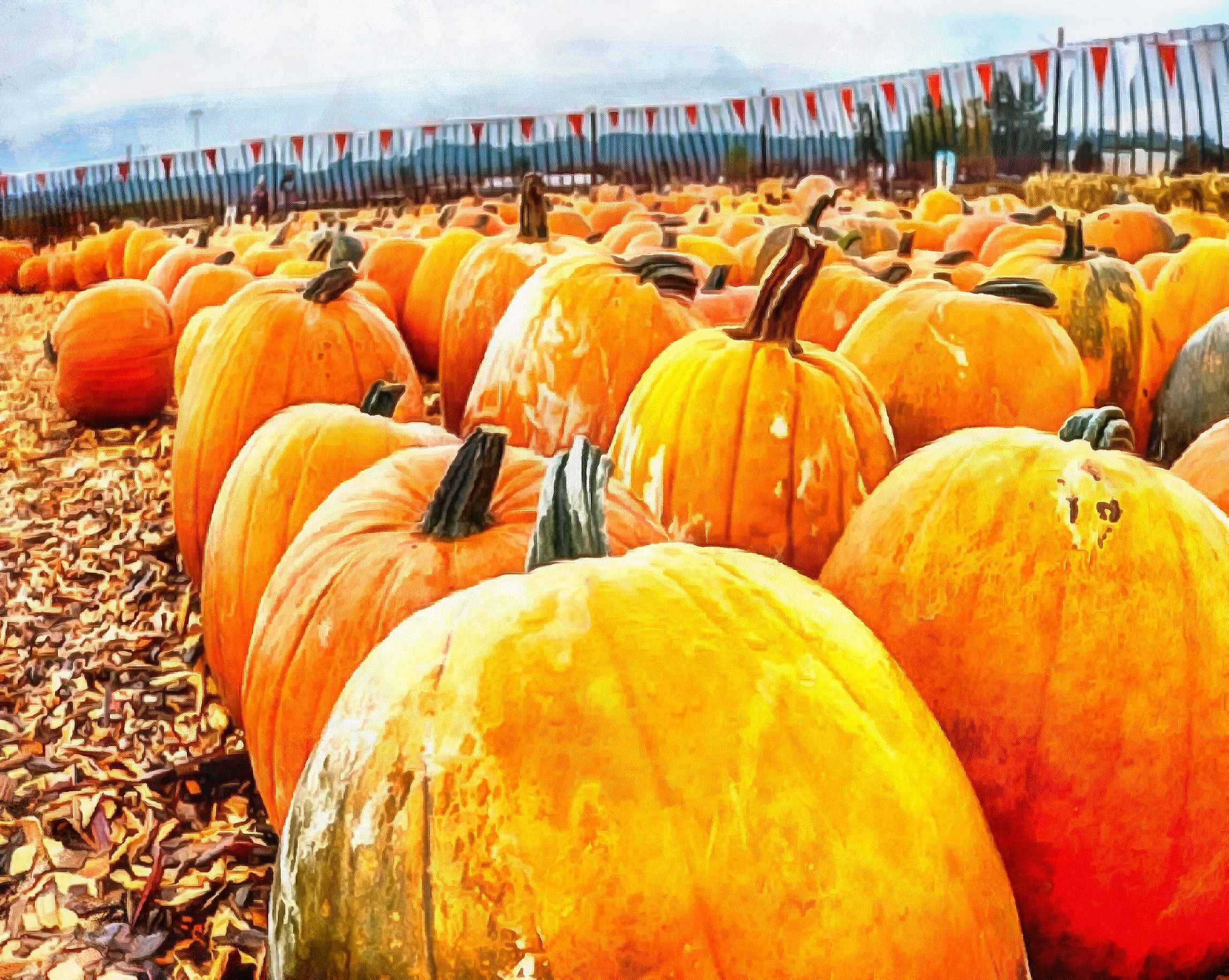 vegetables, harvest, pumpkin, thanksgiving, holiday, - thanksgiving, stock free image, public domain photos, free stock photo, download public domain images.