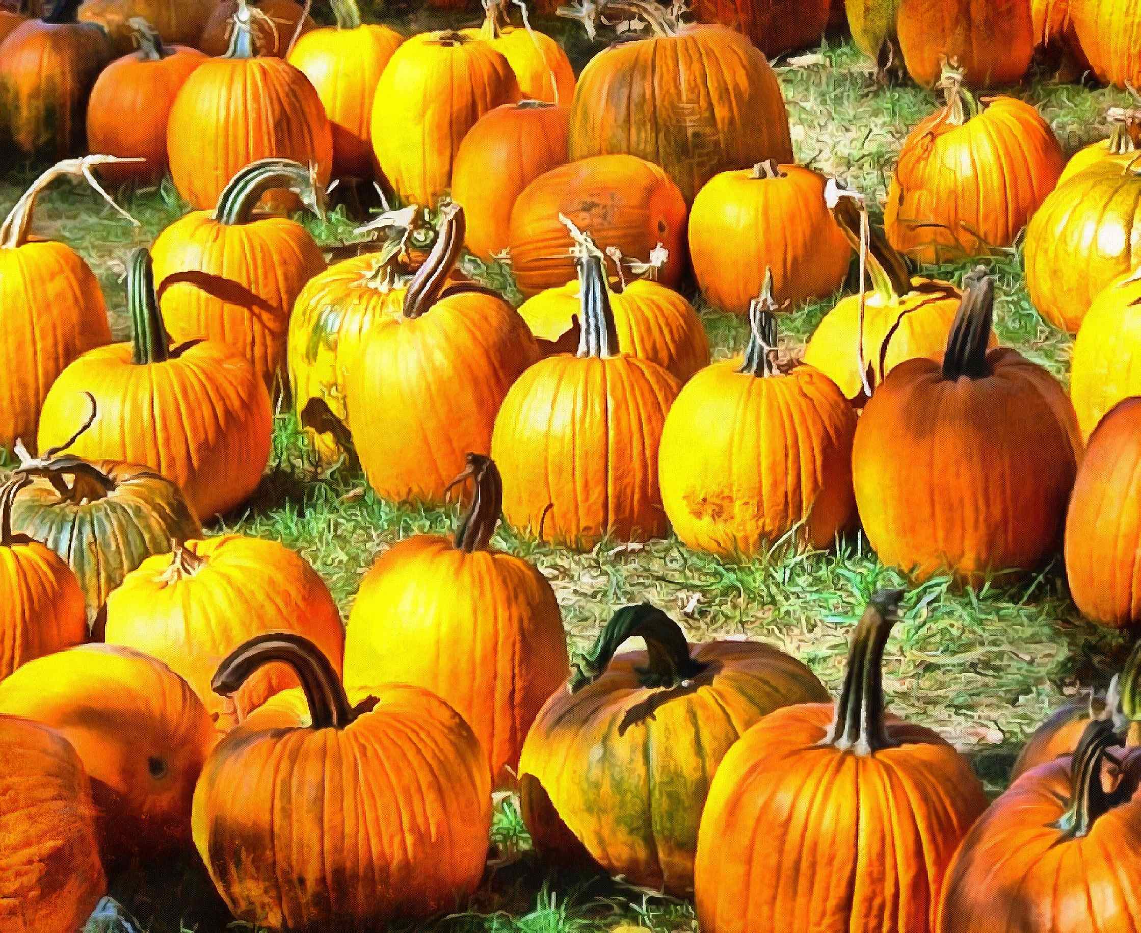 vegetables, harvest, pumpkin, thanksgiving, holiday, - thanksgiving, stock free image, public domain photos, free stock photo, download public domain images.