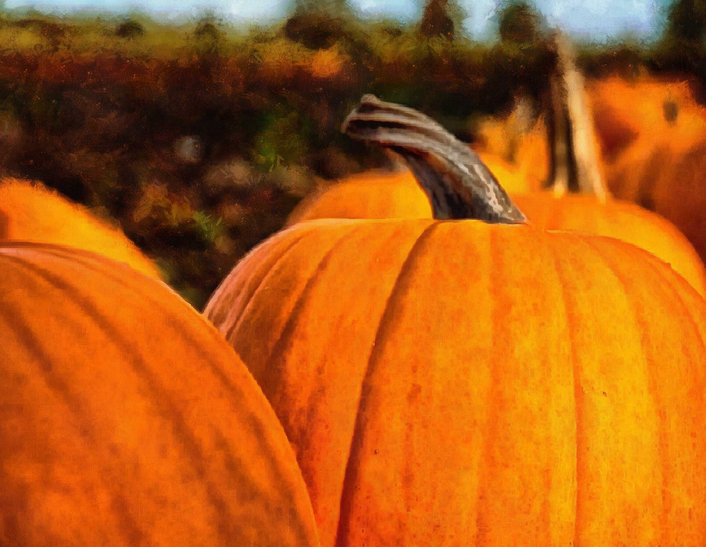 vegetables, harvest, pumpkin, thanksgiving, holiday, - thanksgiving, stock free image, public domain photos, free stock photo, download public domain images.