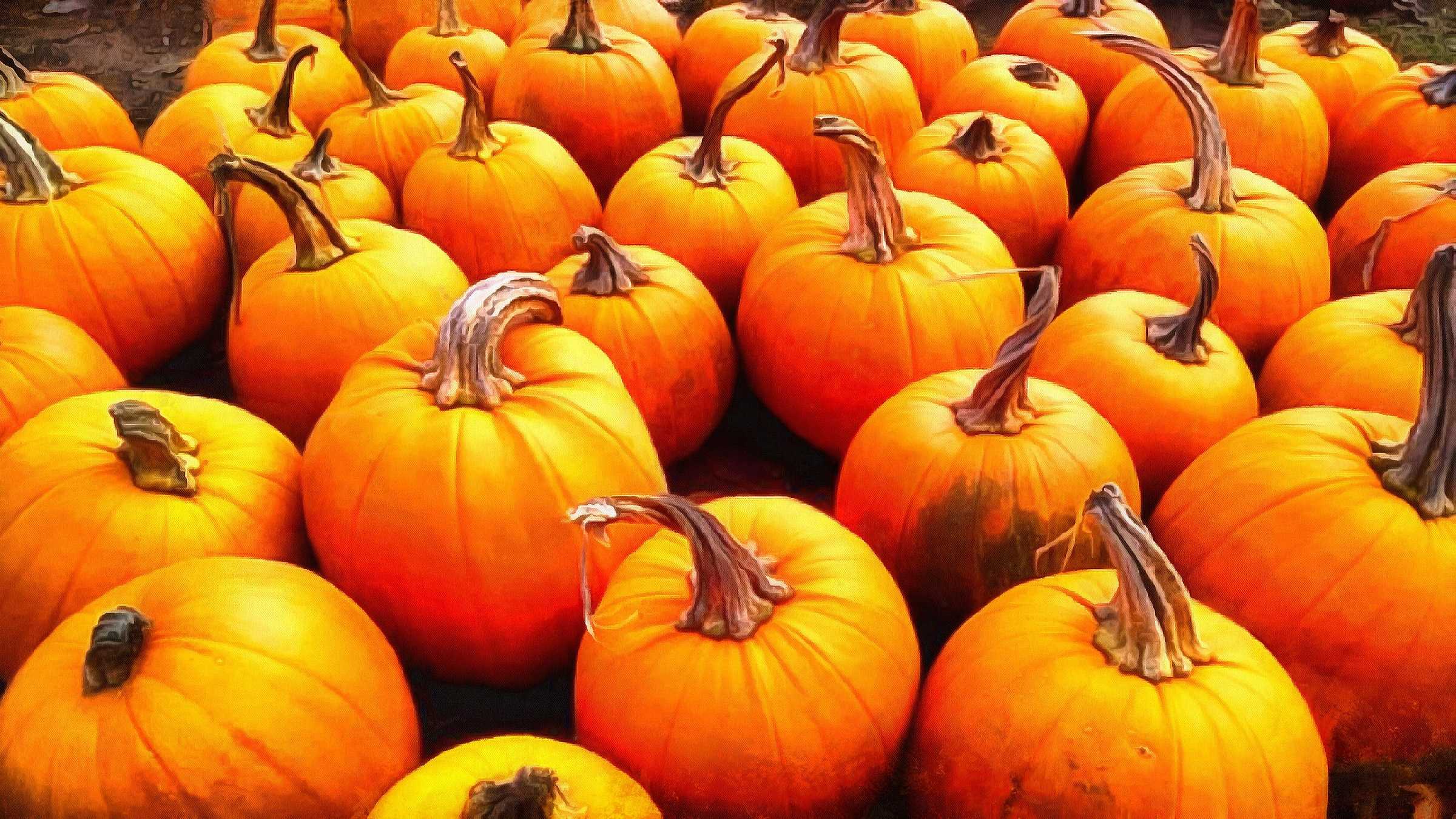 vegetables, harvest, pumpkin, thanksgiving, holiday, - thanksgiving, stock free image, public domain photos, free stock photo, download public domain images.