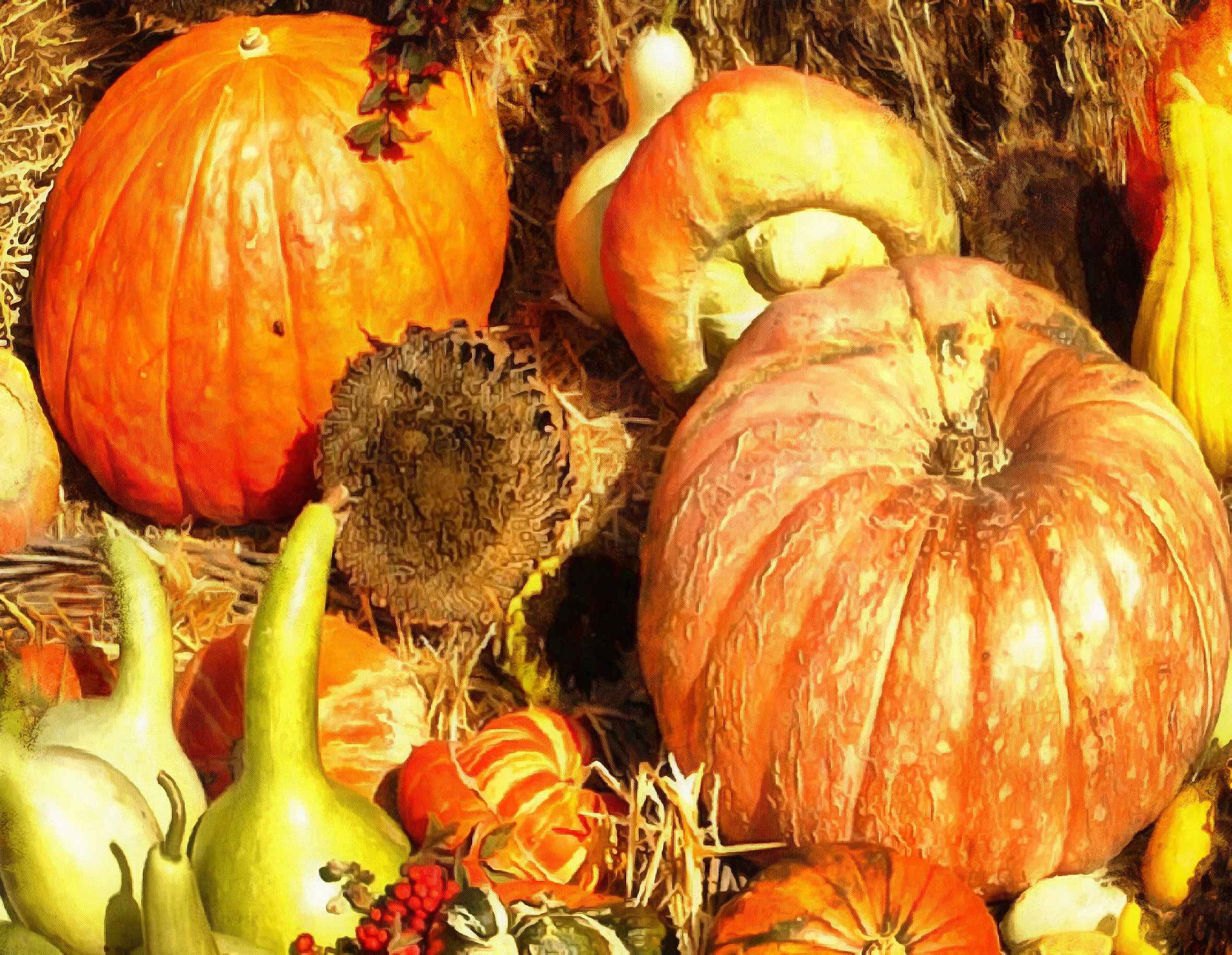 thanksgiving pumpkins,  ripe, crop, pumpkins,  pumpkin, yield, vegetables, holiday,  - thanksgiving, stock free image, public domain photos, free stock photo, download public domain images.