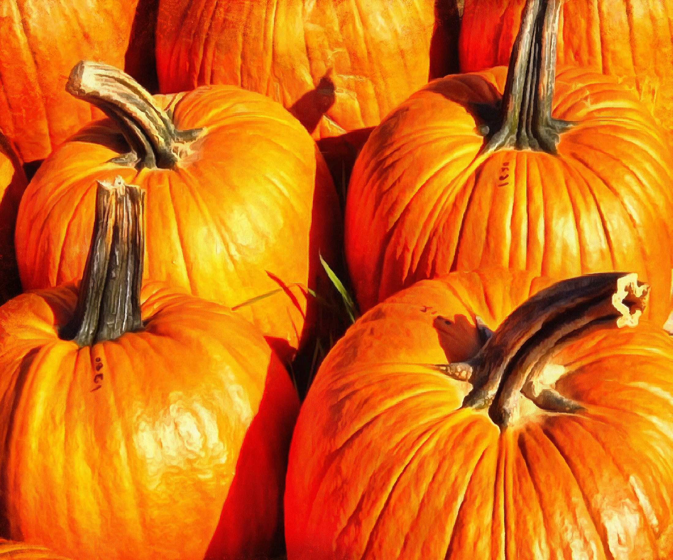 thanksgiving pumpkins,  ripe, crop, pumpkins,  pumpkin, yield, vegetables, holiday,  - thanksgiving, stock free image, public domain photos, free stock photo, download public domain images.