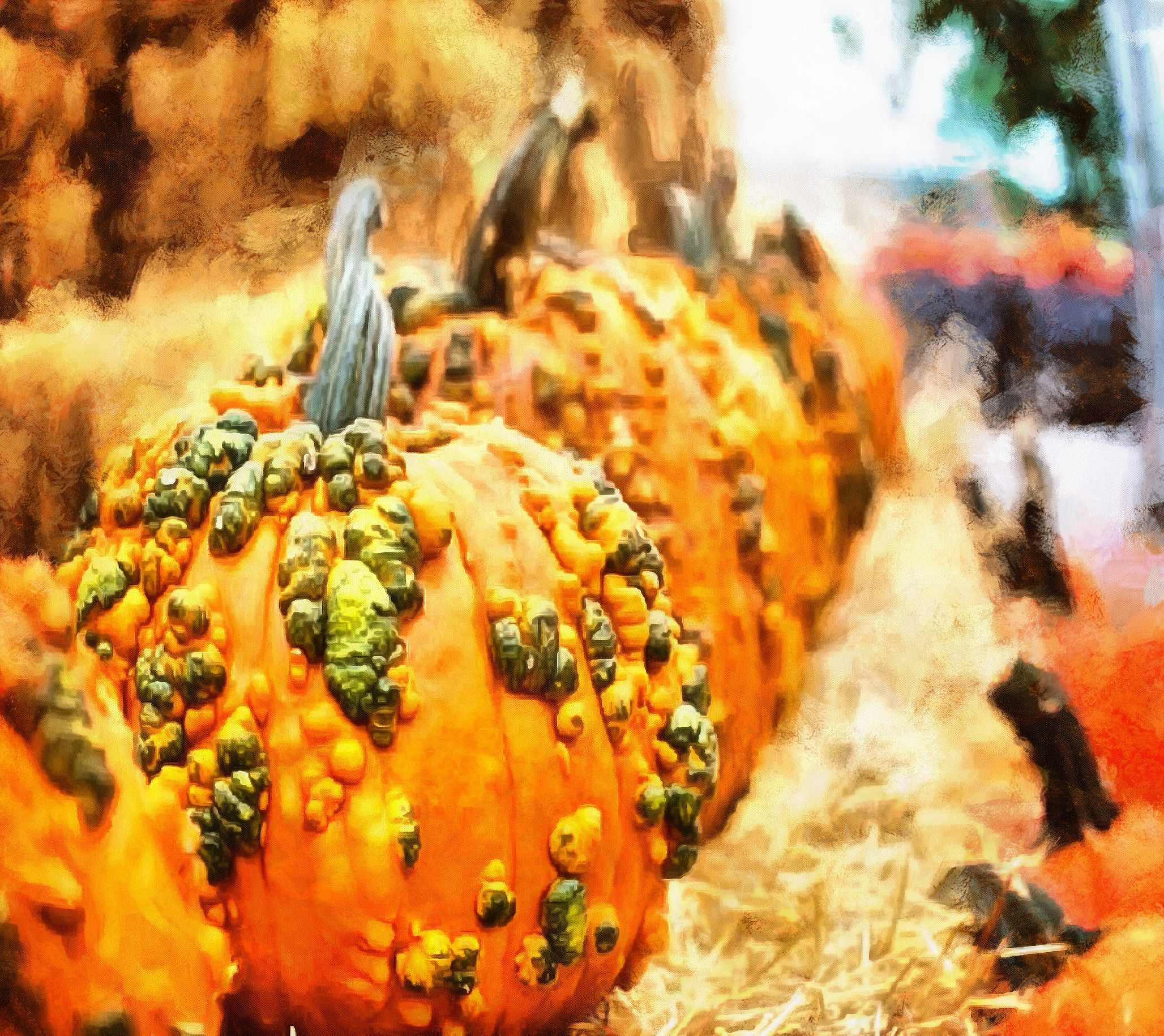 thanksgiving pumpkins,  ripe, crop, pumpkins,  pumpkin, yield, vegetables, holiday,  - thanksgiving, stock free image, public domain photos, free stock photo, download public domain images.