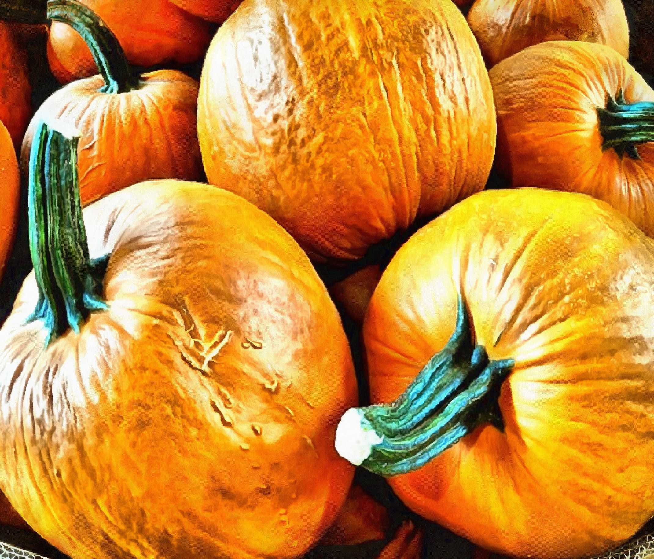 thanksgiving pumpkins,  ripe, crop, pumpkins,  pumpkin, yield, vegetables, holiday,  - thanksgiving, stock free image, public domain photos, free stock photo, download public domain images.