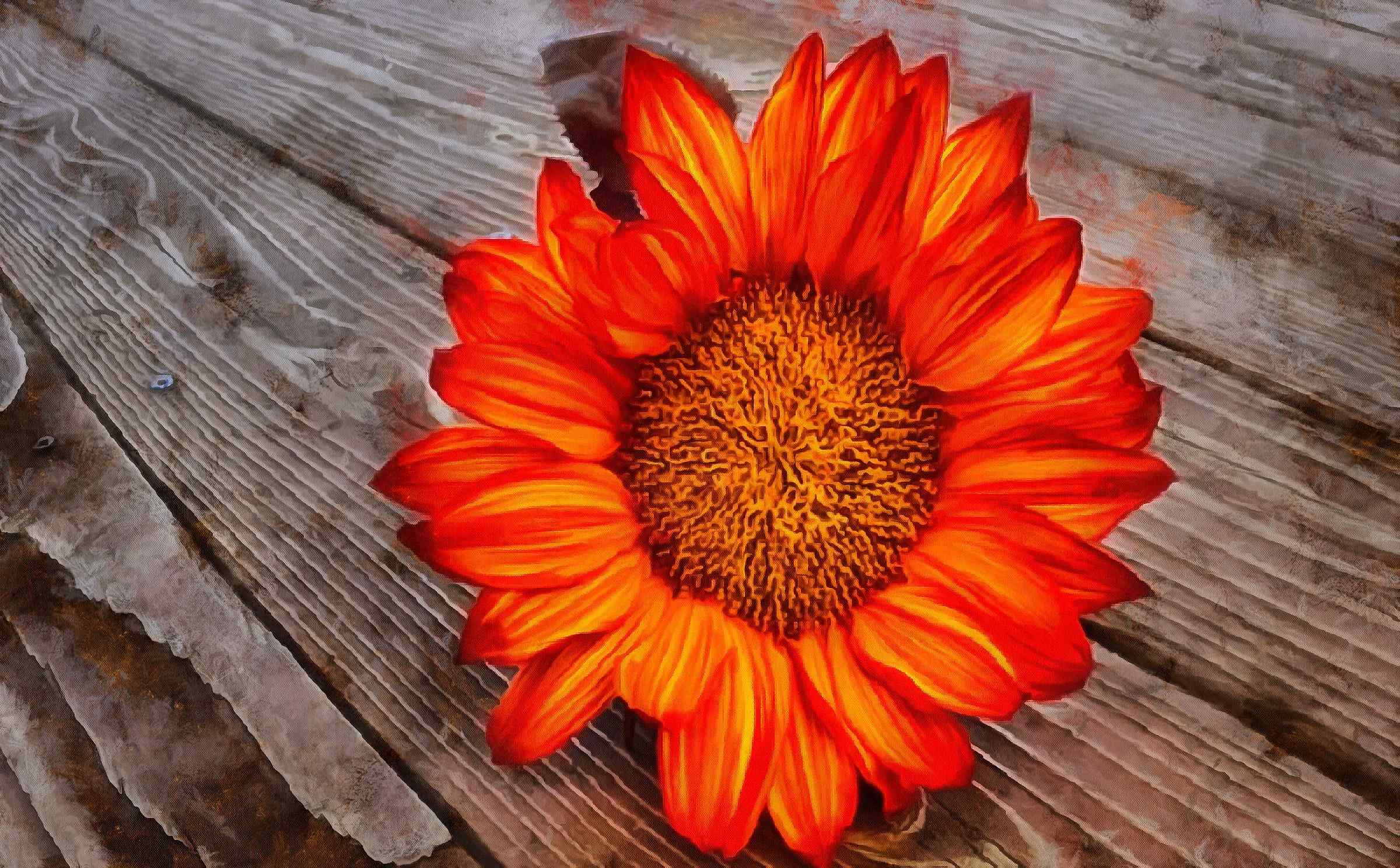 <br>flower, beautiful flower, a flower on the wooden floor