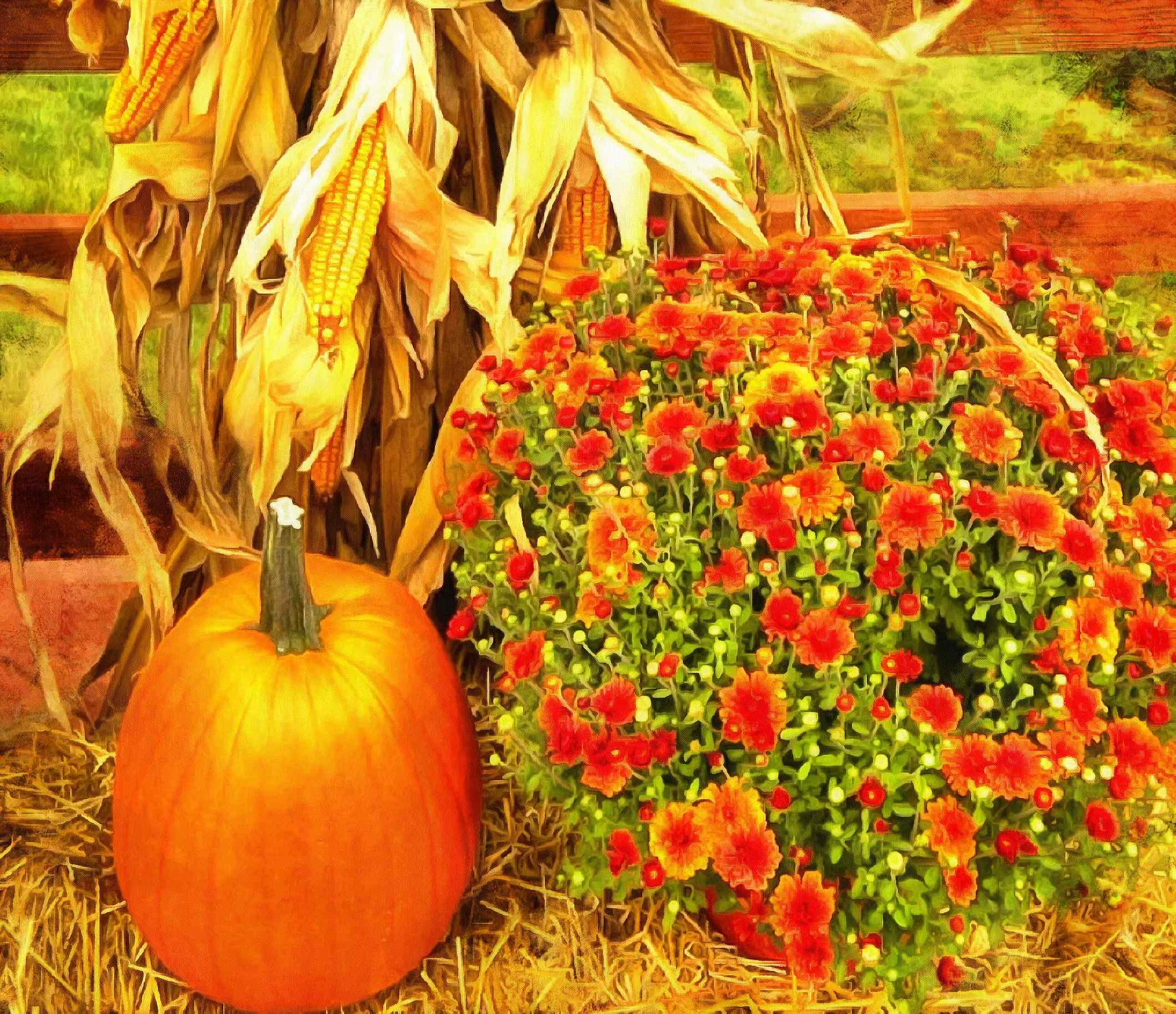 thanksgiving pumpkins,  ripe, crop, pumpkins,  pumpkin, yield, vegetables, holiday,  - thanksgiving, stock free image, public domain photos, free stock photo, download public domain images.