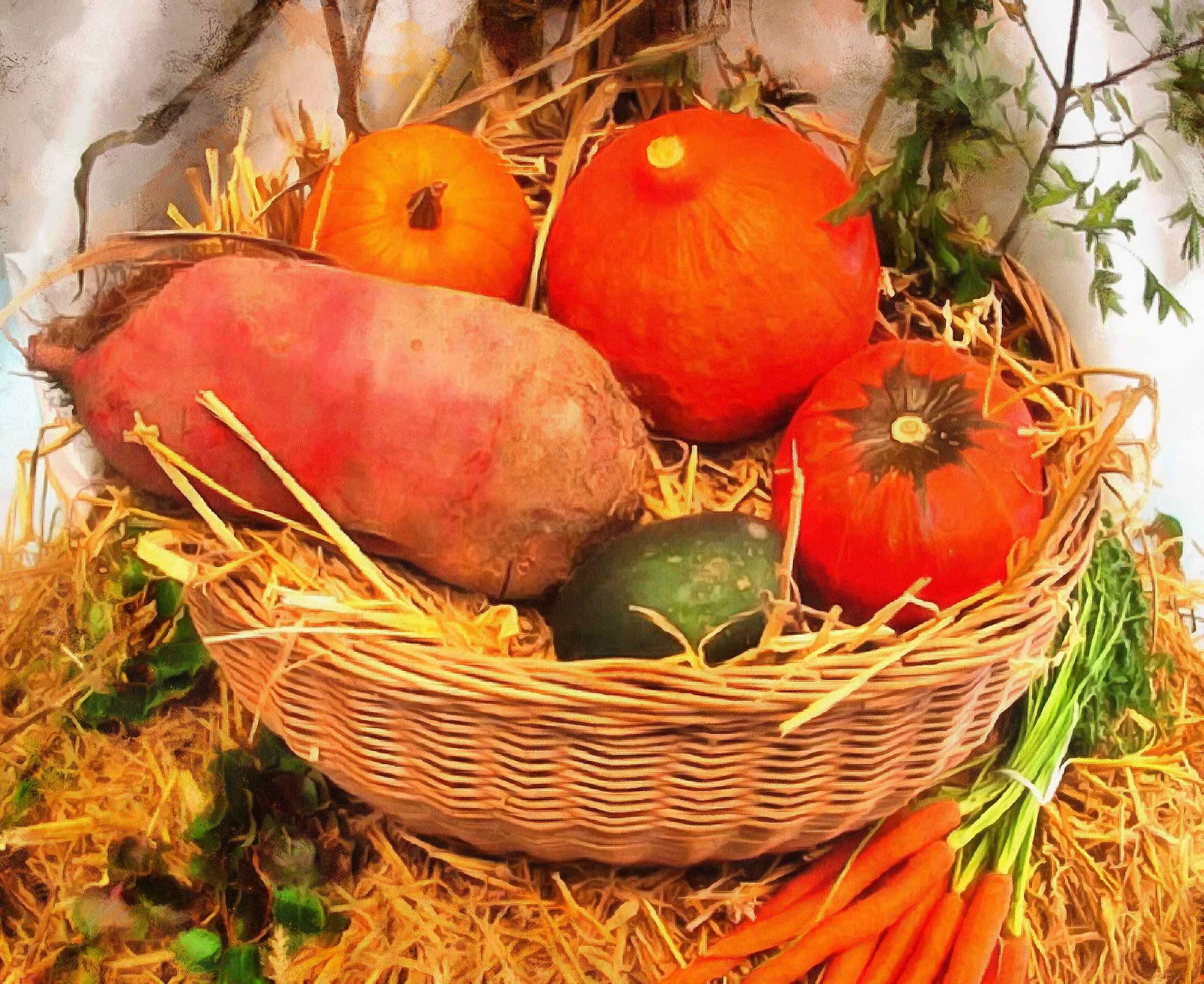 thanksgiving pumpkins,  ripe, crop, pumpkins,  pumpkin, yield, vegetables, holiday,  - thanksgiving, stock free image, public domain photos, free stock photo, download public domain images.