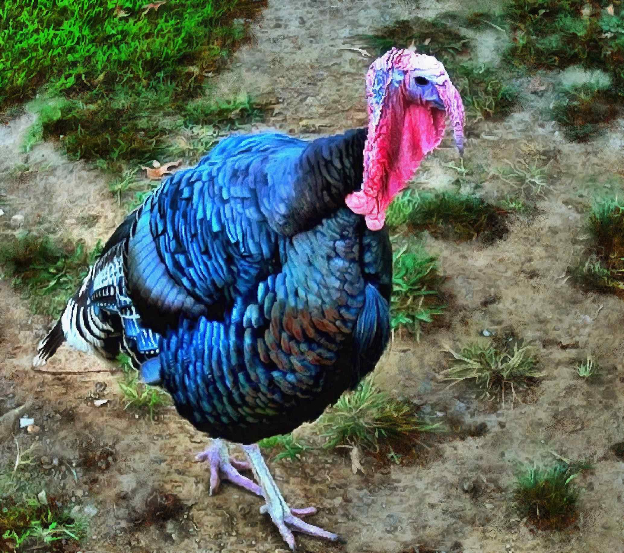 white turkey, live turkey, bird, holiday, thanksgiving, turkey, Thanksgiving Day,   - thanksgiving, stock free image, public domain photos, free stock photo, download public domain images.