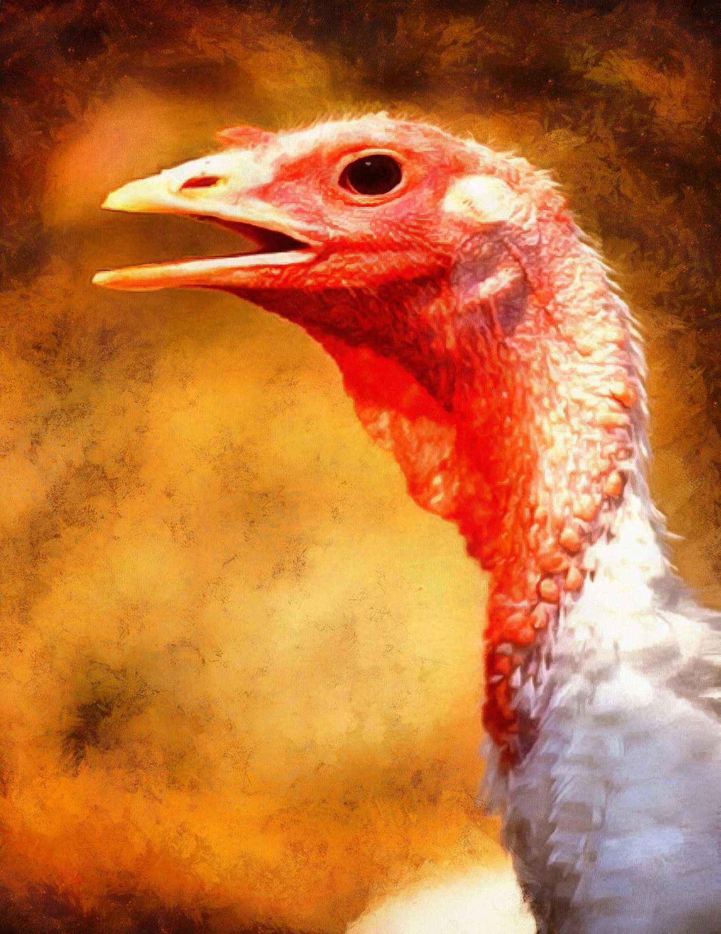 white turkey, live turkey, bird, holiday, thanksgiving, turkey, Thanksgiving Day,   - thanksgiving, stock free image, public domain photos, free stock photo, download public domain images.
