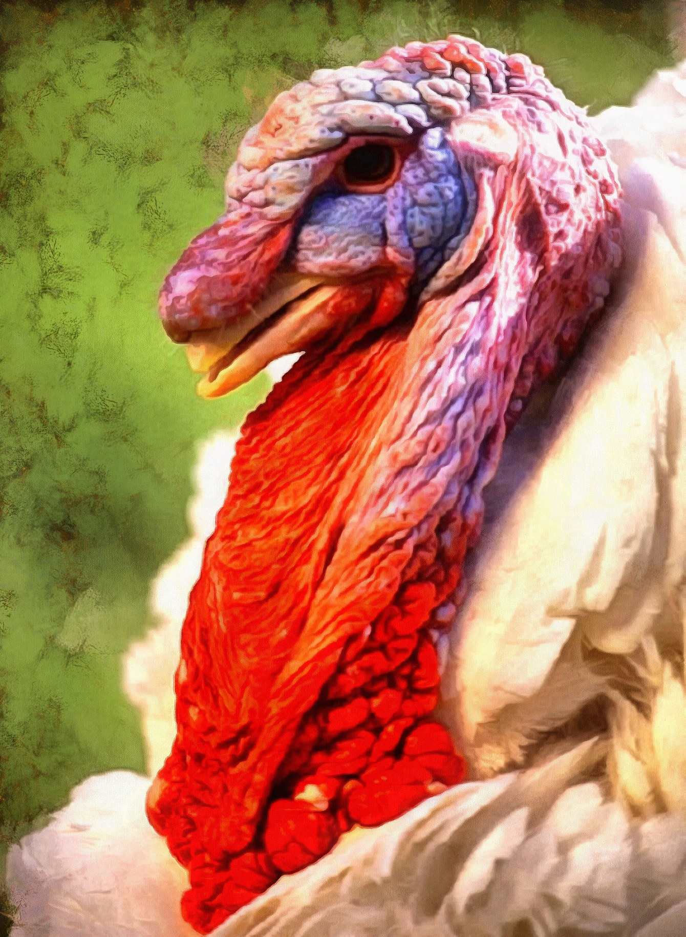 old white turkey, head, live turkey, holiday, thanksgiving, bird ...