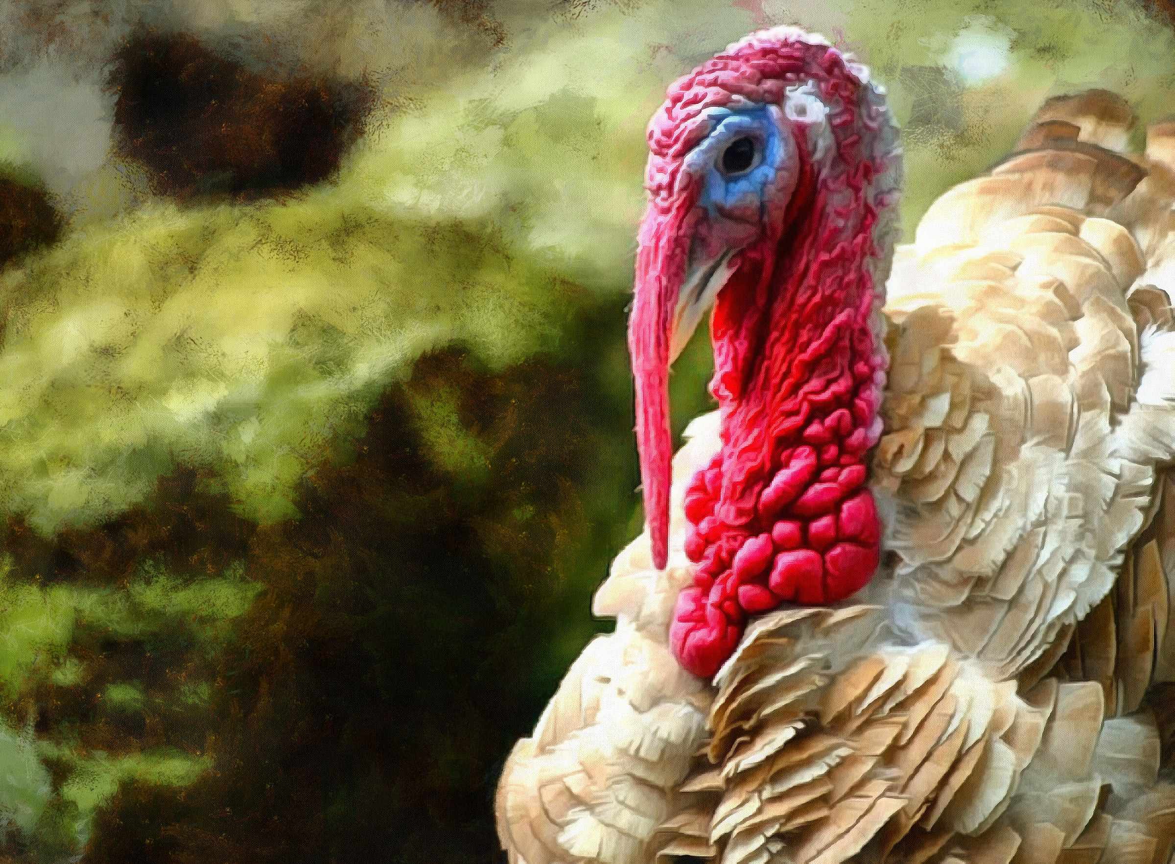 white turkey, live turkey, bird, holiday, thanksgiving, turkey, Thanksgiving Day,   - thanksgiving, stock free image, public domain photos, free stock photo, download public domain images.