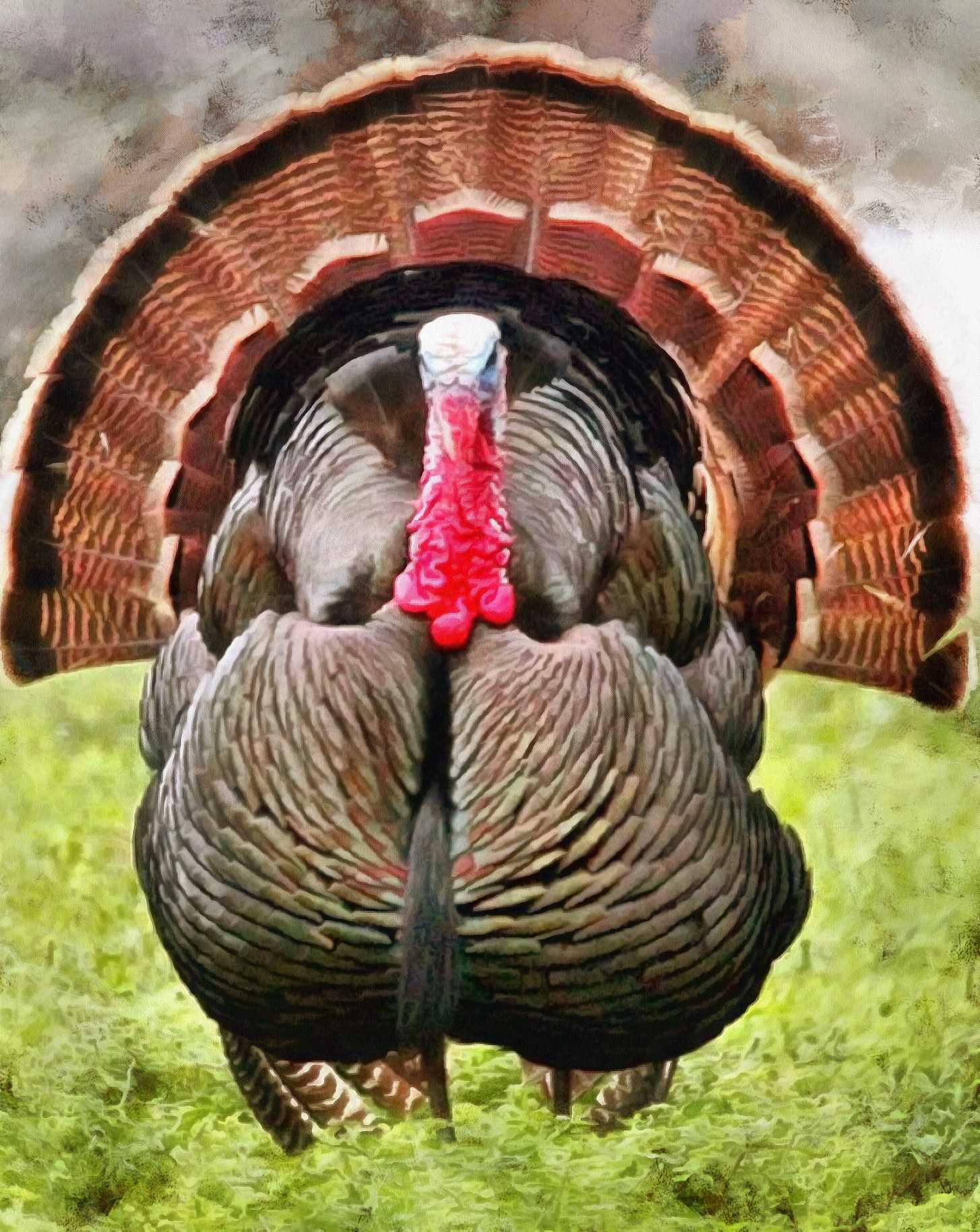 tail, beautiful tail, the tail of a turkey, old turkey, holiday ...