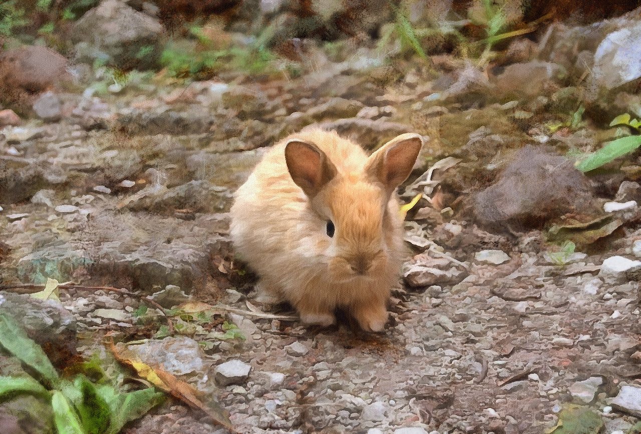 Baby Animals, Baby Animal Photos, Animal Baby images, Free Stock Baby Animal Photos - Public Domain - Stock Free Images - Public domain!