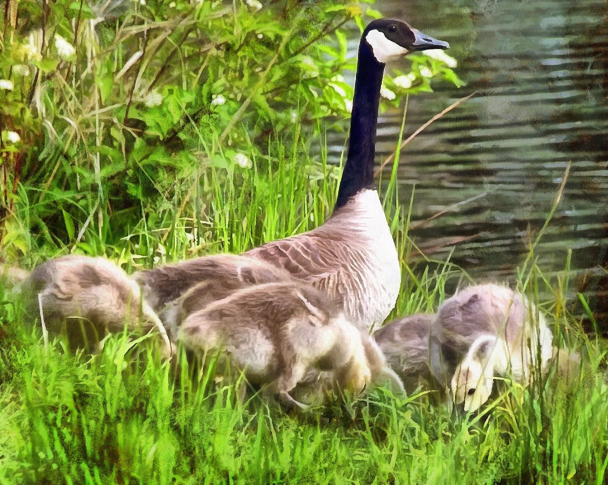 Animal Baby images, Free Stock Baby Animal Photos, Baby Animals, Baby Animal Photos, - Public Domain - Stock Free Images - Public domain!