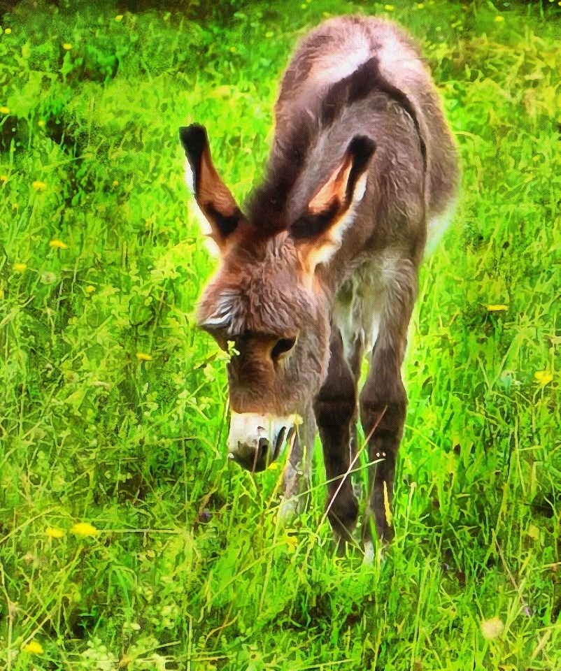 Animal Baby images, Free Stock Baby Animal Photos, Baby Animals, Baby Animal Photos, - Public Domain - Stock Free Images - Public domain!