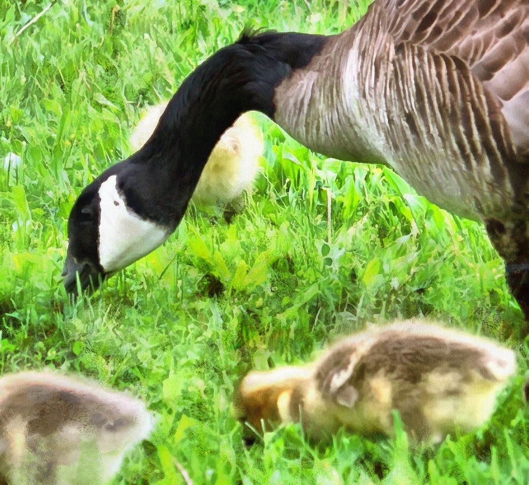 Baby animals photos, photos of small animals, - Public domain, Cute Animals, Animals baby pictures, baby animals free images - Public domain