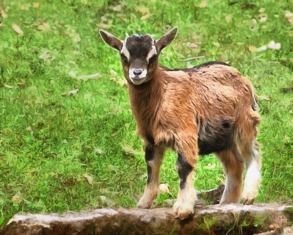 Baby animals photos, photos of small animals, - Public domain, Cute Animals, Animals baby pictures, baby animals free images - Public domain