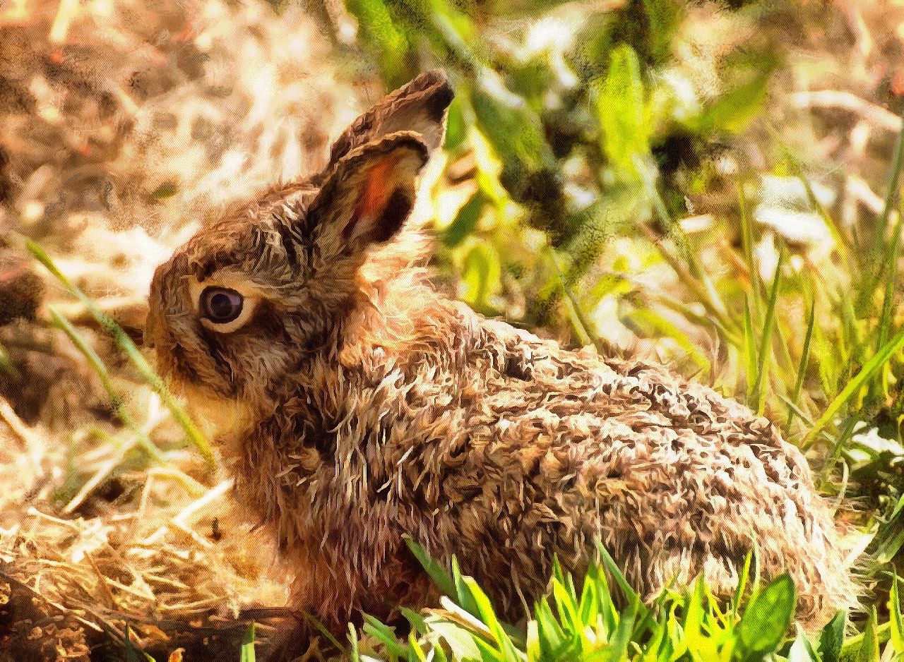 Baby animals photos, photos of small animals, - Public domain, Cute Animals, Animals baby pictures, baby animals free images - Public domain