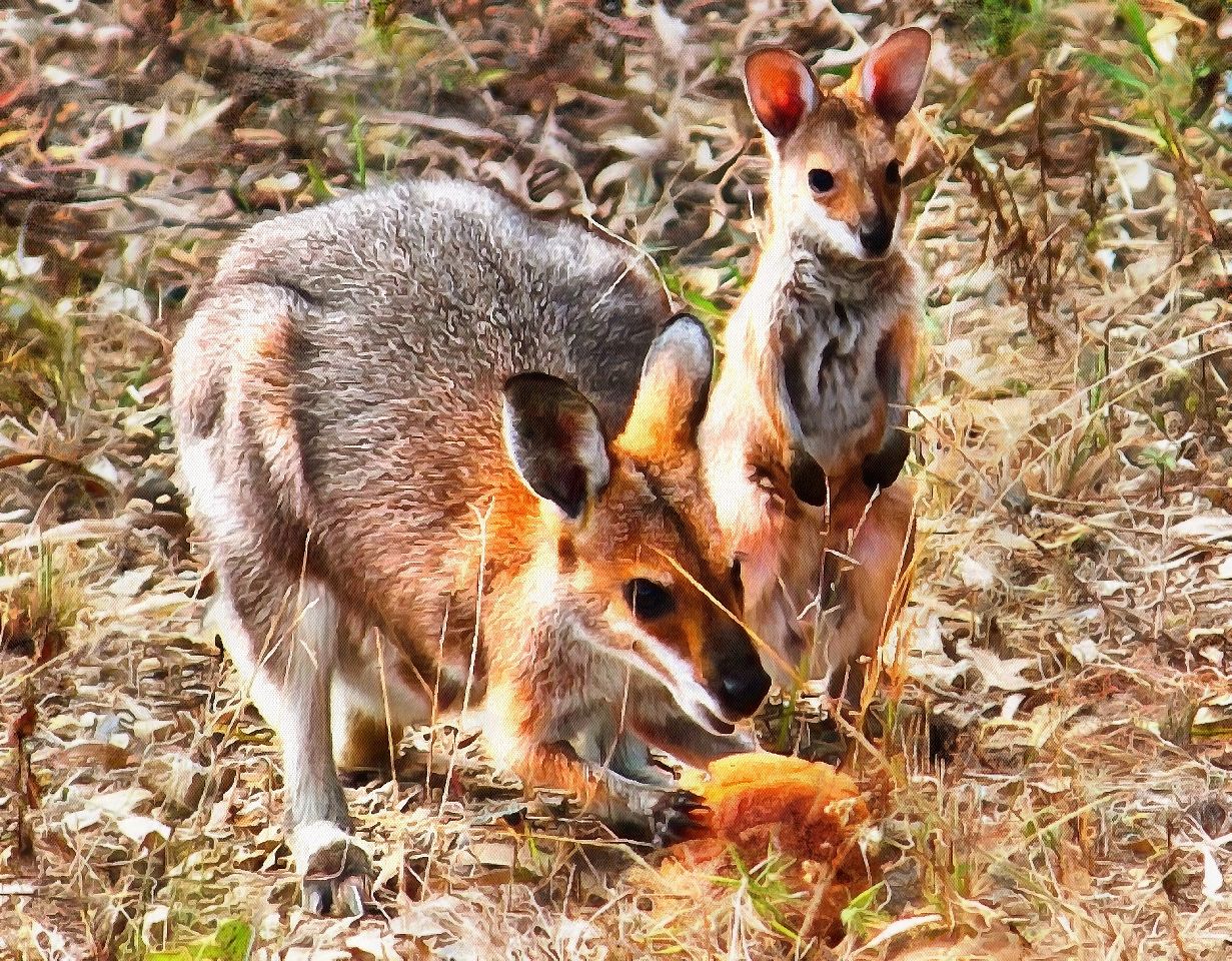 Baby animals photos, photos of small animals, - Public domain, Cute Animals, Animals baby pictures, baby animals free images - Public domain