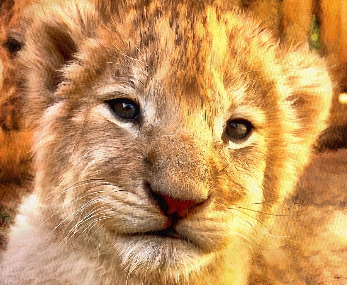 Cute Baby Animals Images Of Cute Baby Animals Public Domain Cute Baby Animals Images Of Cute Baby Animals Public Domain