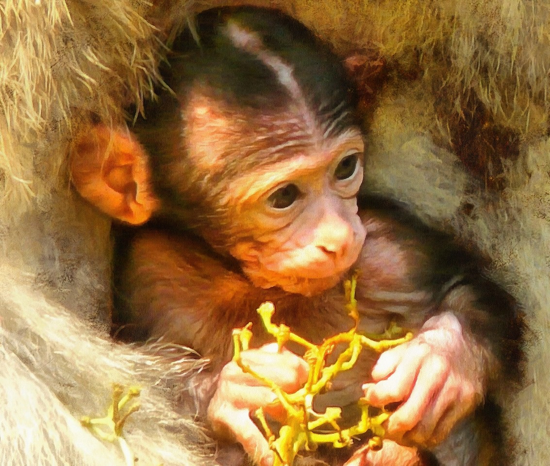 Baby Animal Photos Baby Animals Cute Animals Baby Animal Photos Baby Animals Cute Animals