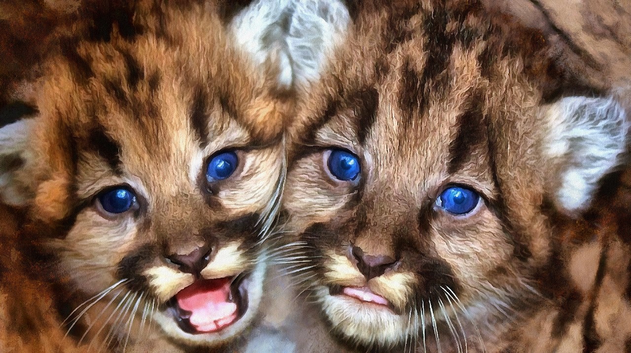 Baby Animal Photos Baby Animals Cute Animals Baby Animal Photos Baby Animals Cute Animals