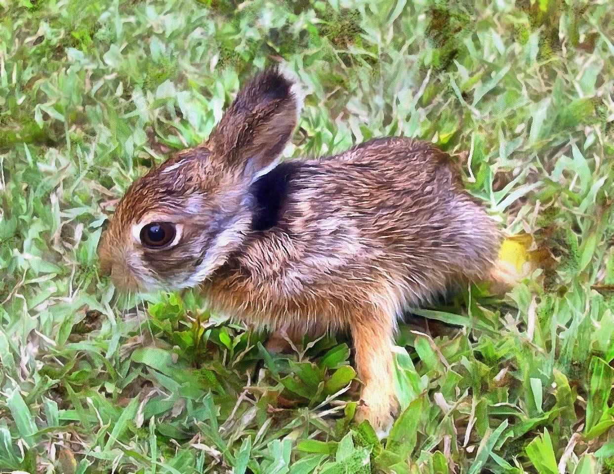Baby Animal Photos Baby Animals Cute Animals Baby Animal Photos Baby Animals Cute Animals