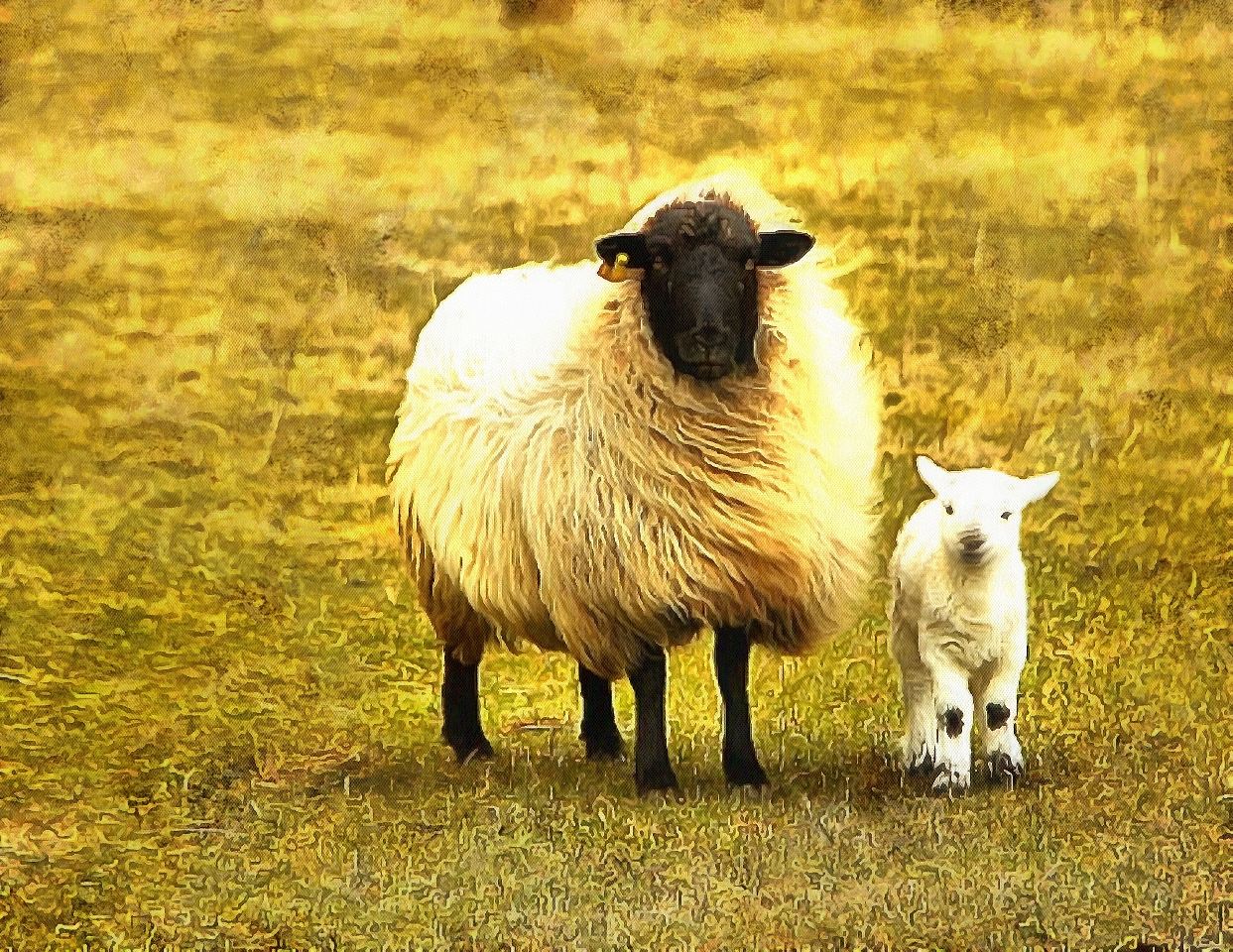 Baby animals photos, photos of small animals, - Public domain
