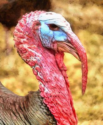 thanksgiving, turkey, live turkey, bird, holiday, Thanksgiving Day,  